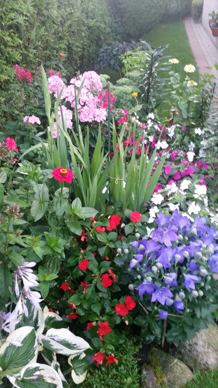 Aranżacja autorstwa Janiny Dadacz, w kt&oacute;rej przeważają rośliny znoszące cień: funkie, dzwonki i floksy