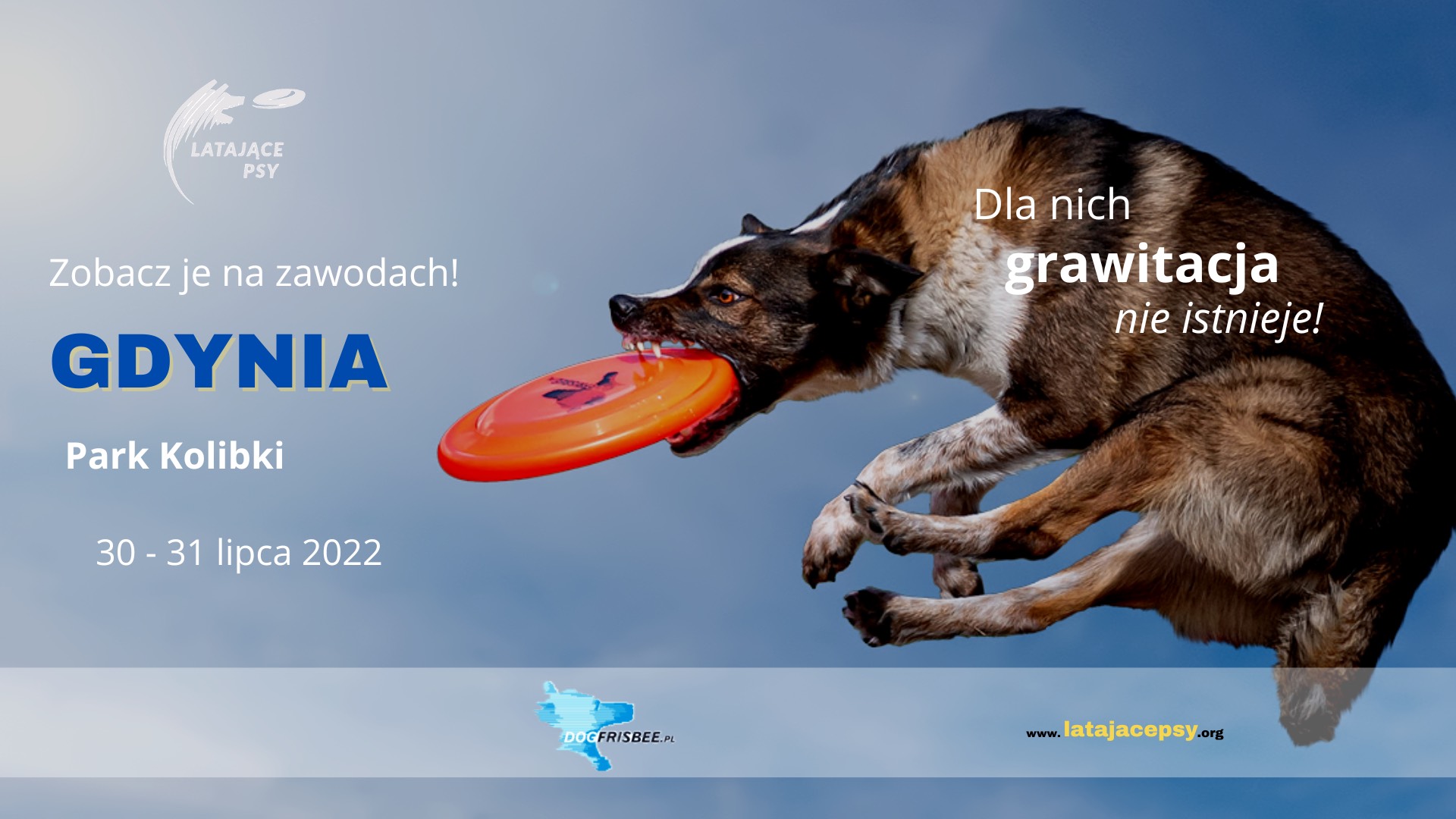 Baner promujący zawody z cyklu "Latające psy", które odbędą się 30 i 31 lipca w parku Kolibki. Po prawej stronie pies łapiący lecące pomarańczowe frisbee // materiały prasowe