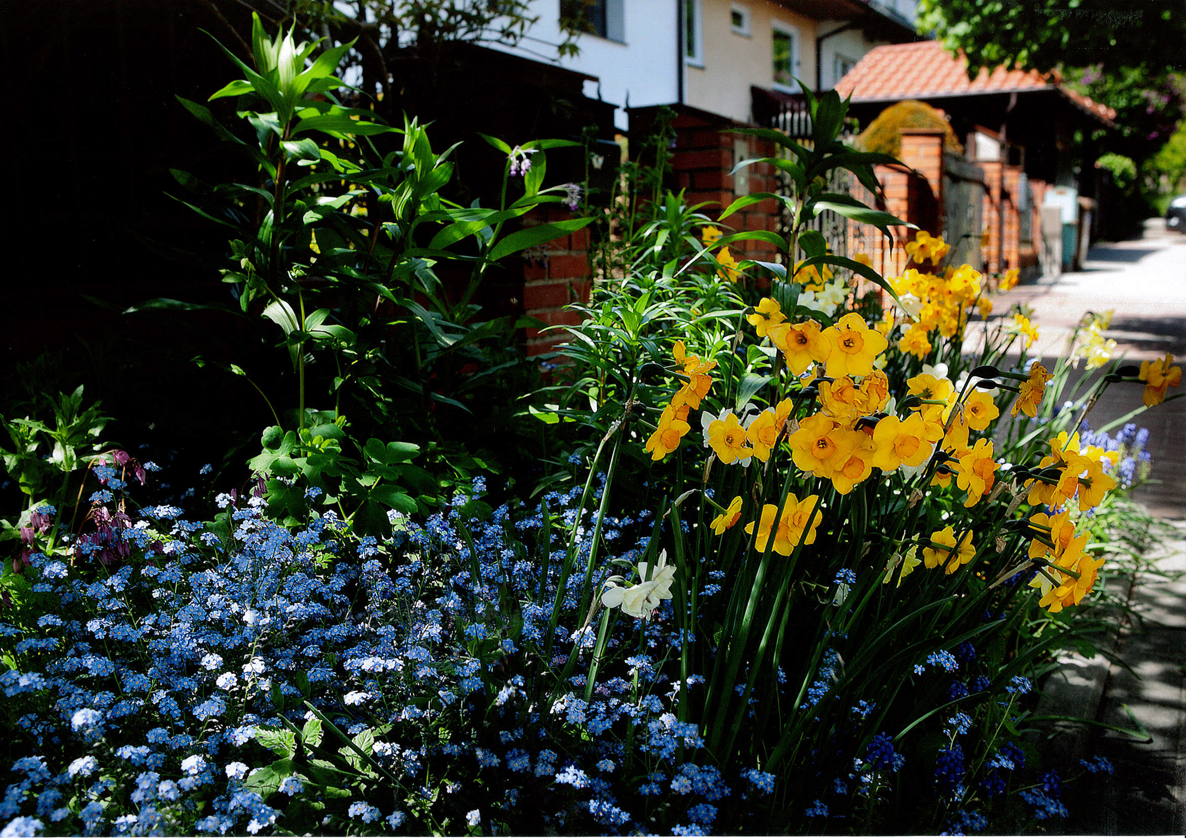 Aranżacja autorstwa Heleny i Jerzego Augustyn&oacute;w, w kt&oacute;rej przeważają niezapominajki i narcyzy