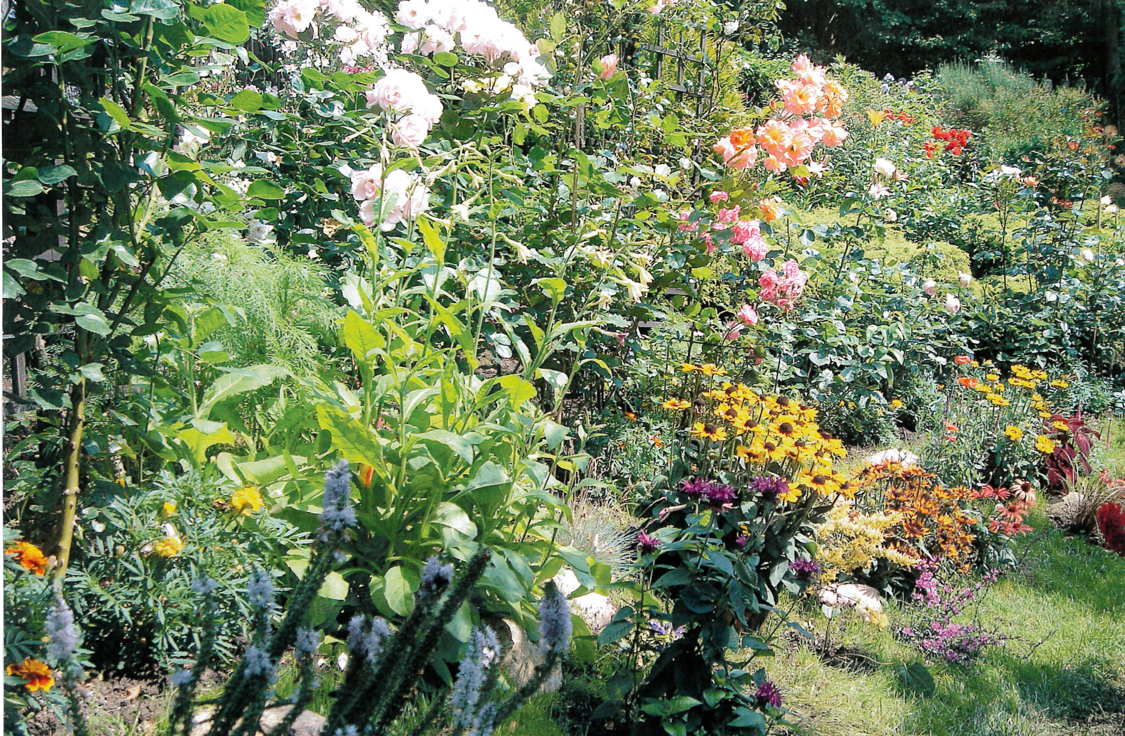 aranżacja autorstwa Katarzyny Osieckiej i Krystyny Bilkiewicz, w kt&oacute;rej przeważają r&oacute;że, rudbekie, aksamitki i złocienie