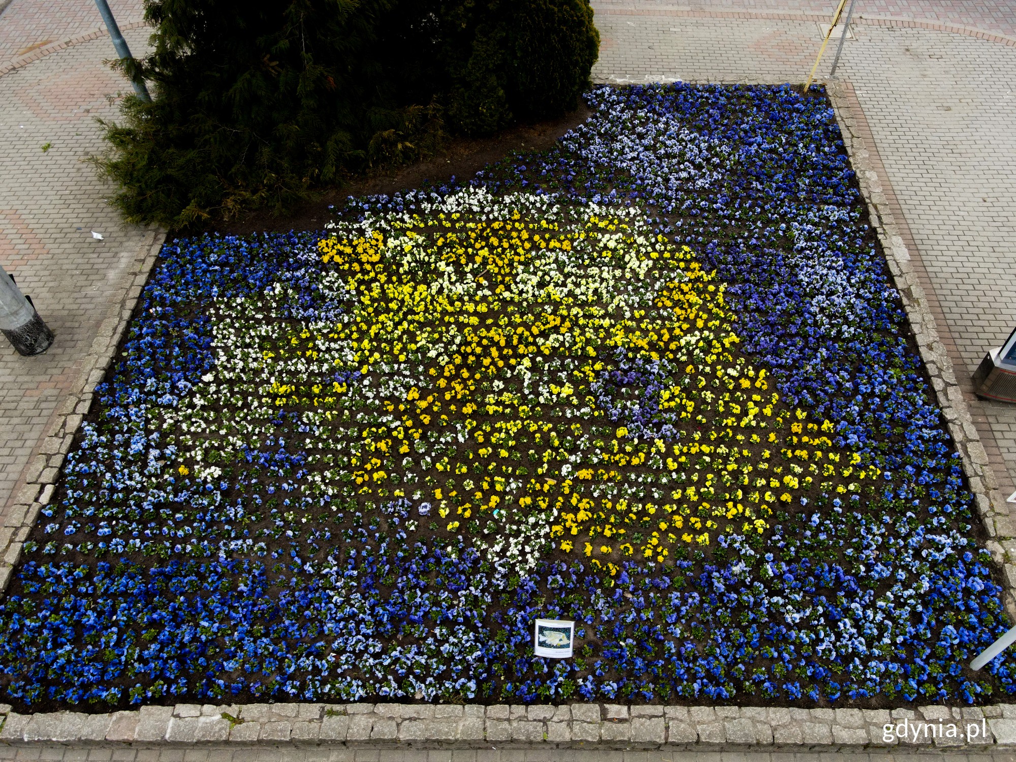 Nasadzenia z bratk&oacute;w przed Urzędem Miasta Gdyni (al. Marsz. Piłsudskiego 52/54). Jest to realizacja zwycięzkiego projektu w konkursie "Gdynia Malowana Kwiatami". Bratki ułożone są na kształy ryby. // fot. Marcin Mielewski