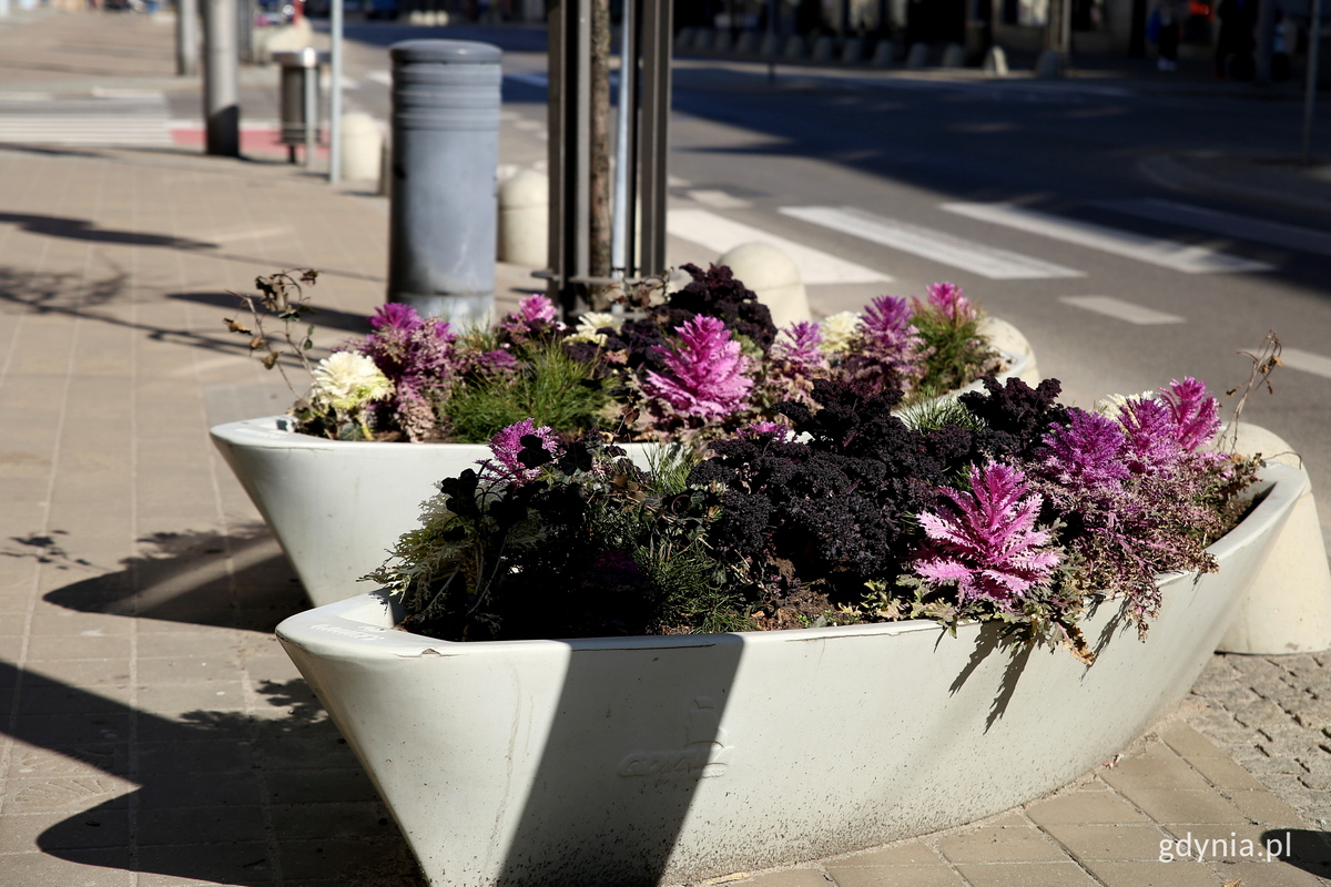 Miejskie ł&oacute;deczki już wkr&oacute;tce wypełnią się kwiatami, fot. Przemysław Kozłowski