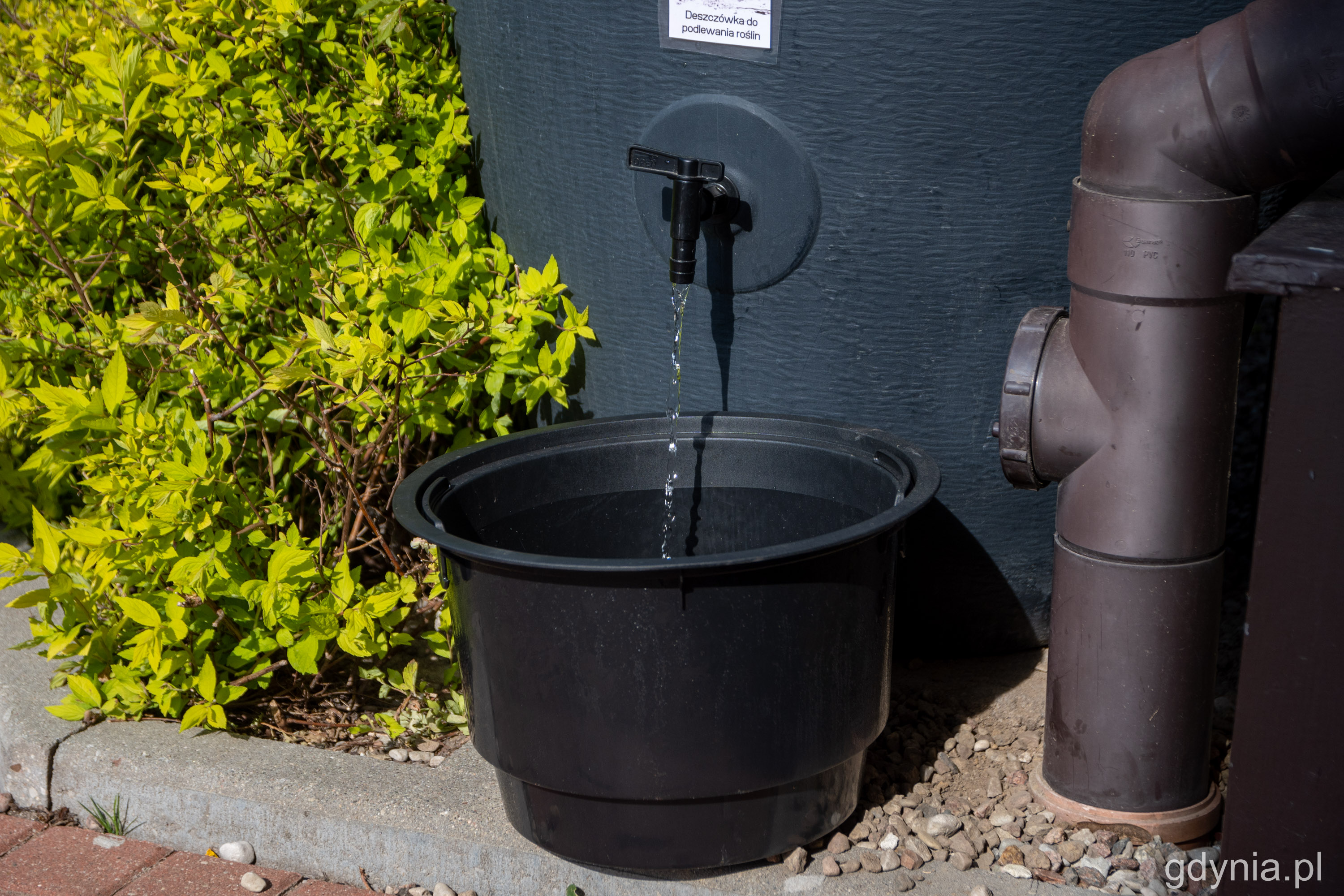 Wiaderko stojące obok dużej beczki z kranikiem, z której wypływa deszczówka // fot. Paweł Kukla