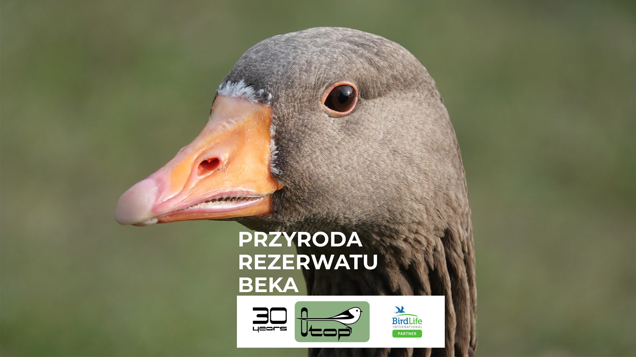 Przyroda rezerwatu Beka