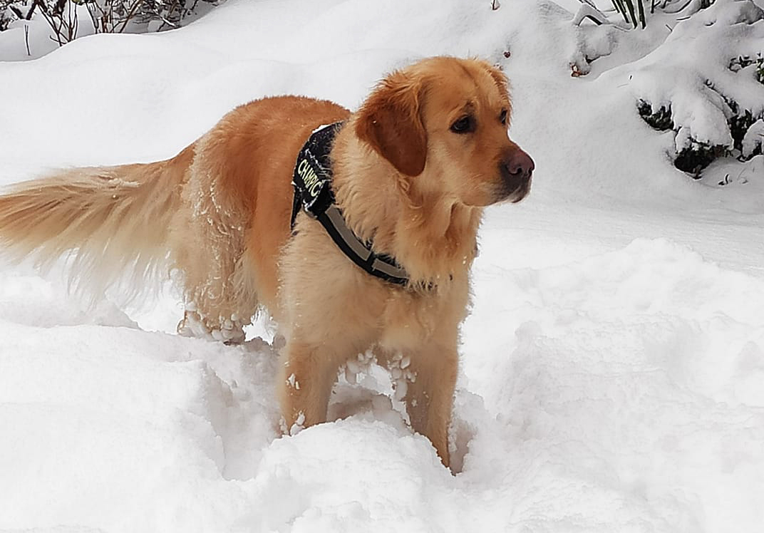 Pies Nika, kt&oacute;ry wywęszył porzucone kr&oacute;liki. Fot. Iza Karczewska