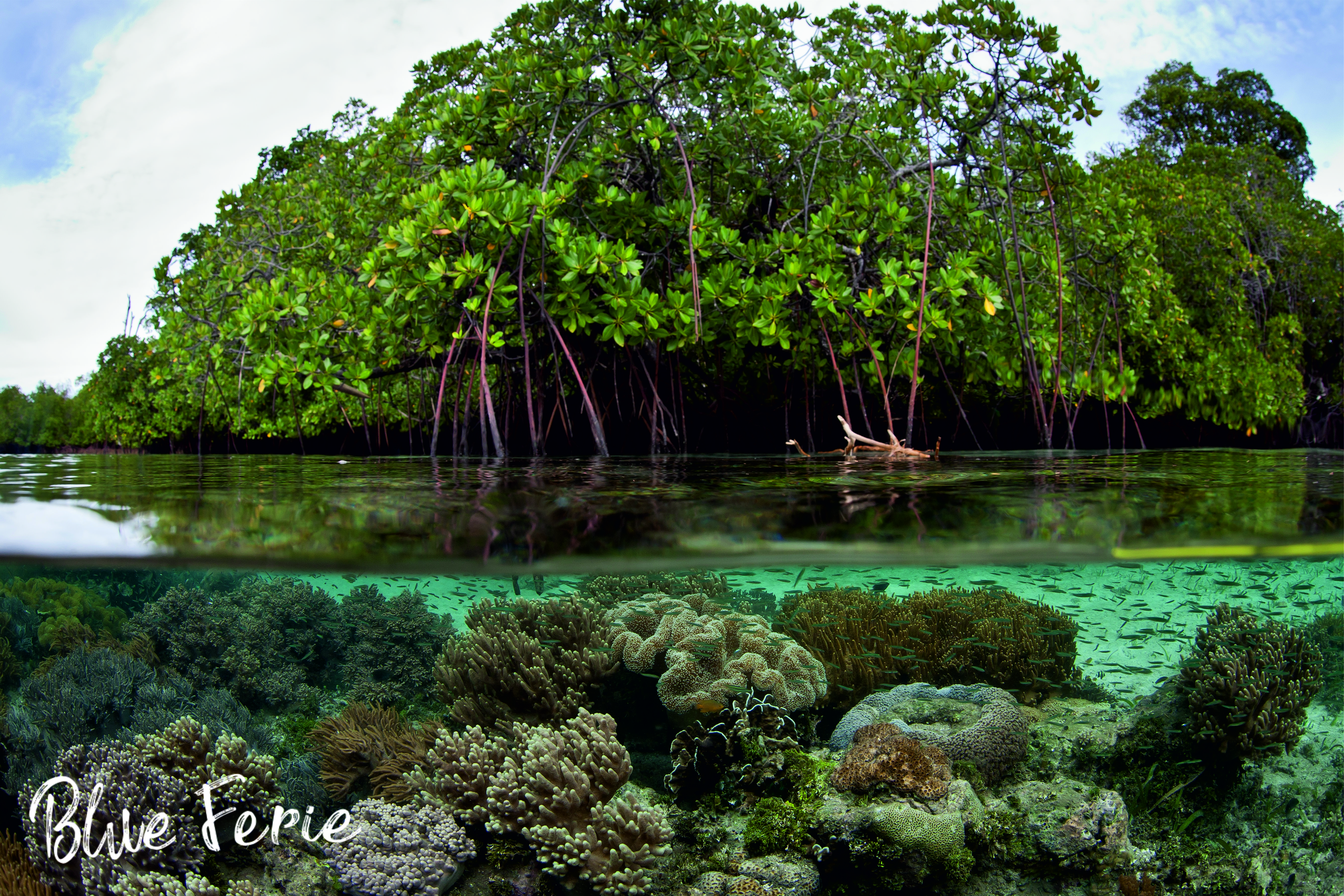 Zdjęcie podwodnej flory z napisem: Blue ferie. Mat. AG