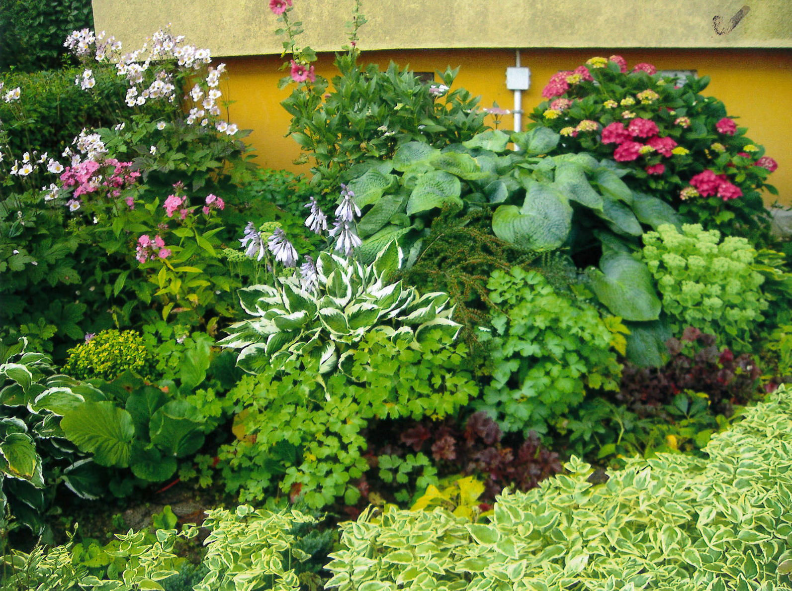 Aranżacja autorstwa Anny Mudlaff, w kt&oacute;rej przeważają funkie, hortensje, malwy i żurawki