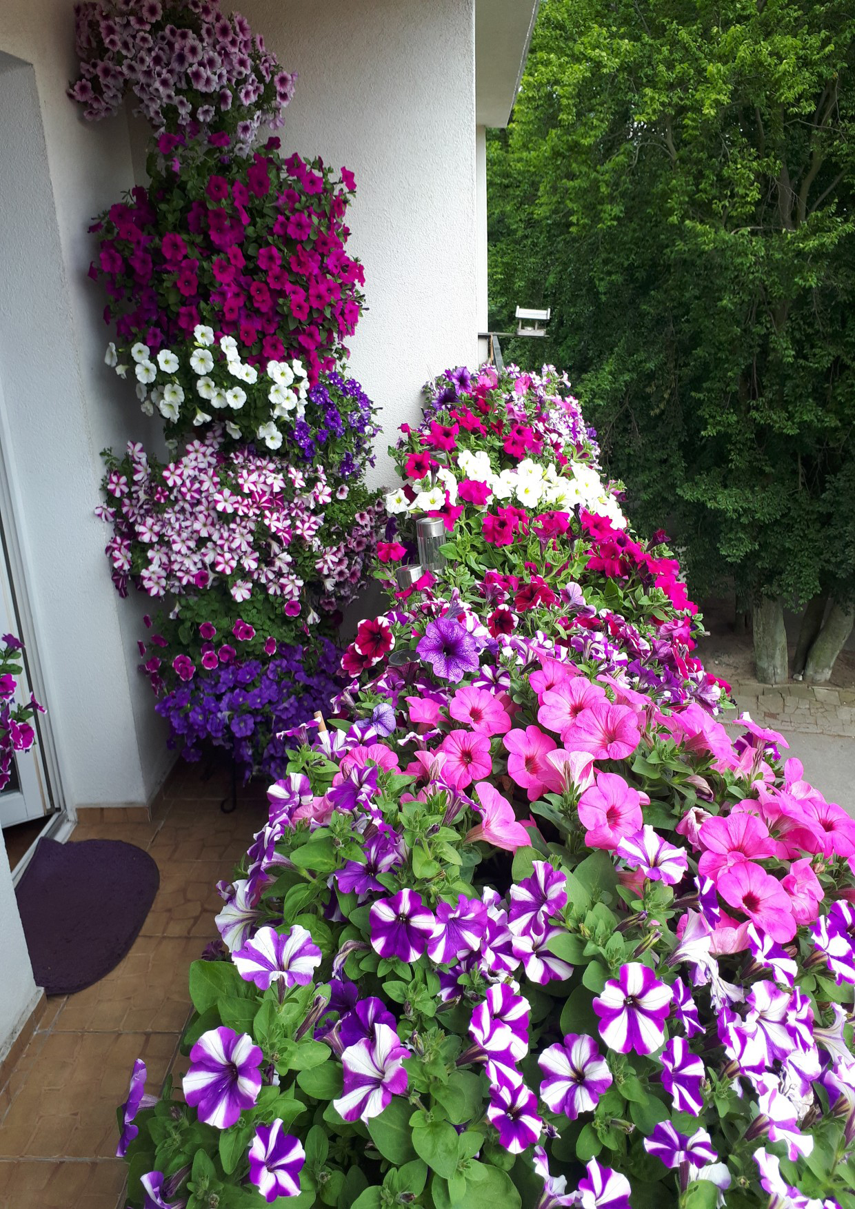 Aranżacja autorstwa Janiny Gilarskiej stworzona z r&oacute;żnobarwnych pelargonii