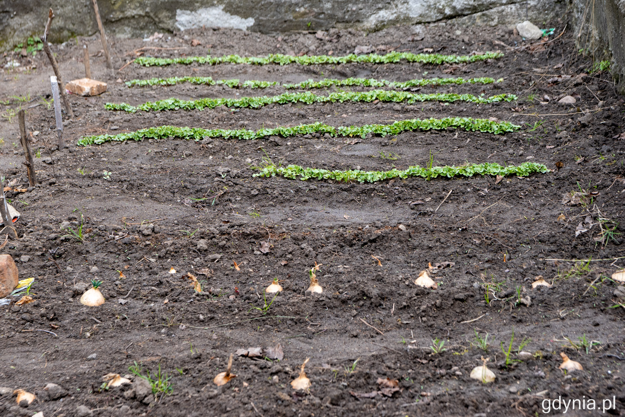 Na grządkach pojawiły się pierwsze nasadzenia. Dzieci mają okazję dzięki temu dowiedzieć się jak sadzi się i pielęgnuje rośliny // fot. Magdalena Śliżewska