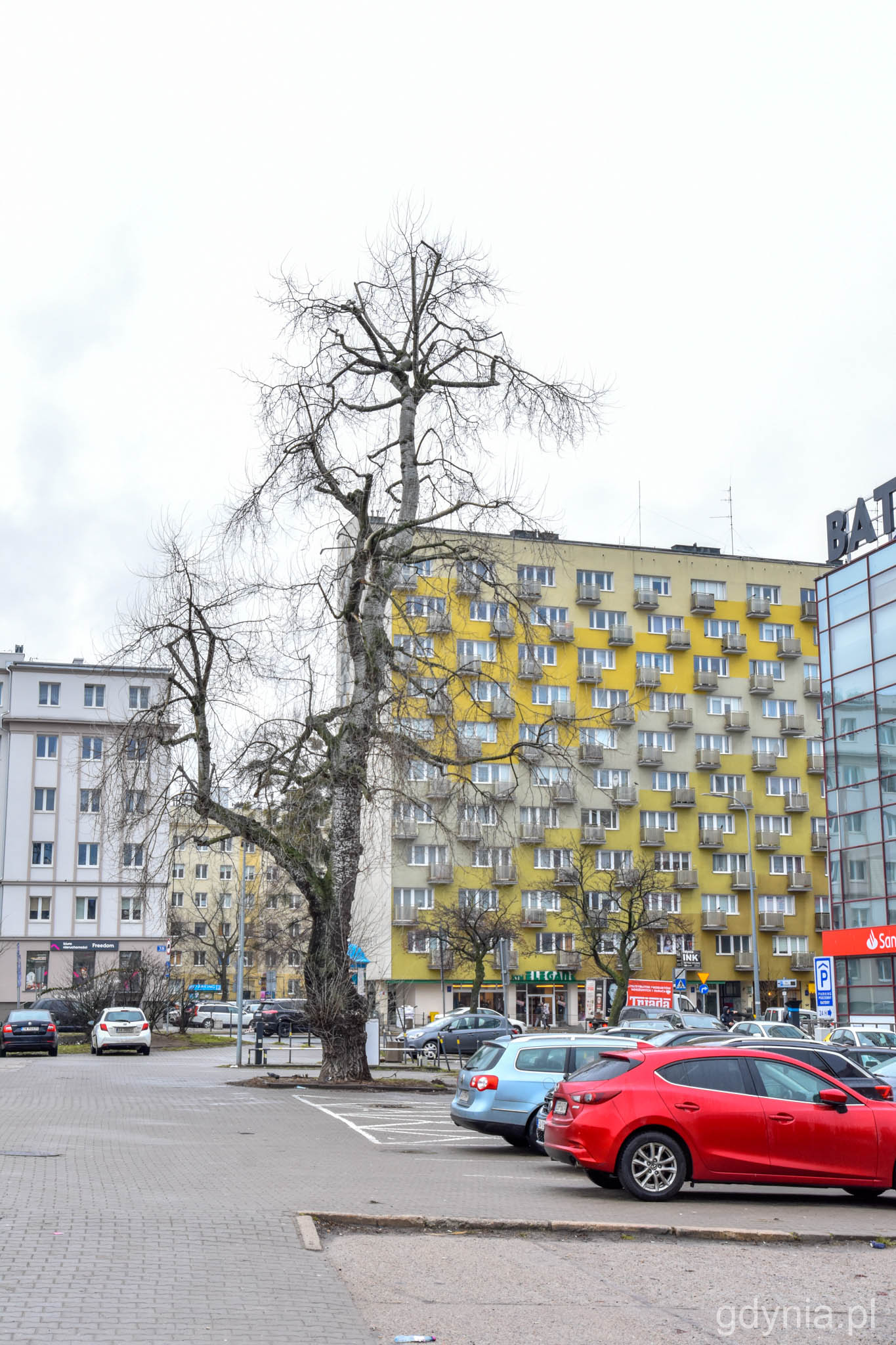 Chore drzewo przy CH Batory // fot. Magdalena Śliżewska