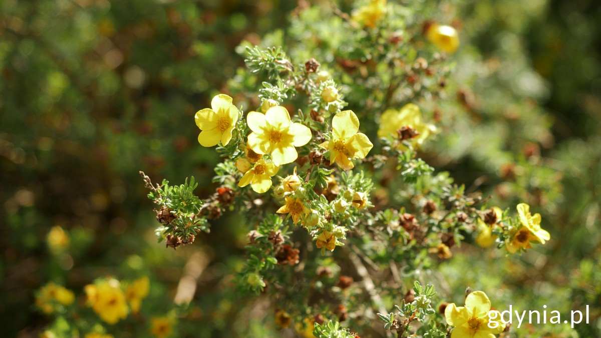 Krzew pięciornika z ż&oacute;łtymi kwiatkami
