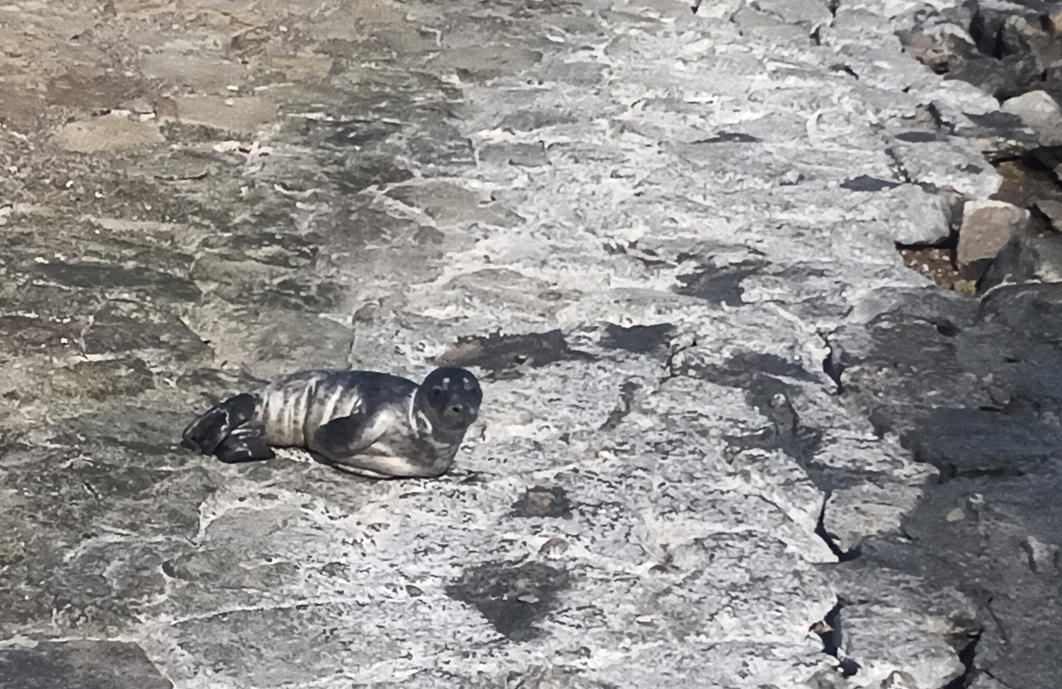 Młoda foka szara znaleziona w sobotę na skwerze Kościuszki. Źr&oacute;dło: www.morski.strazgraniczna.pl