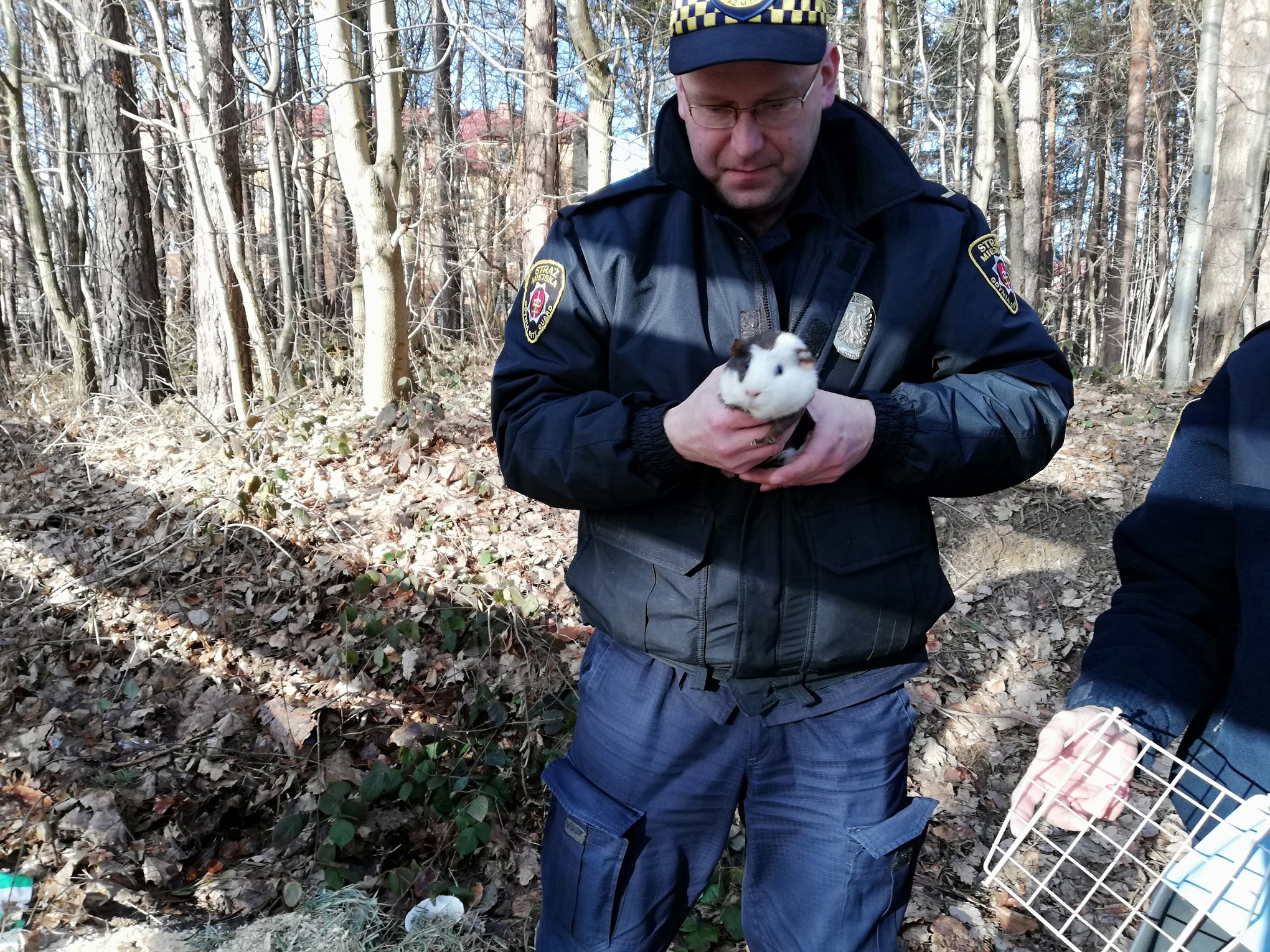 Jedna z interwencji Ekopatrolu - porzucona świnka morska, fot. Straż Miejska w Gdyni / Ekopatrol