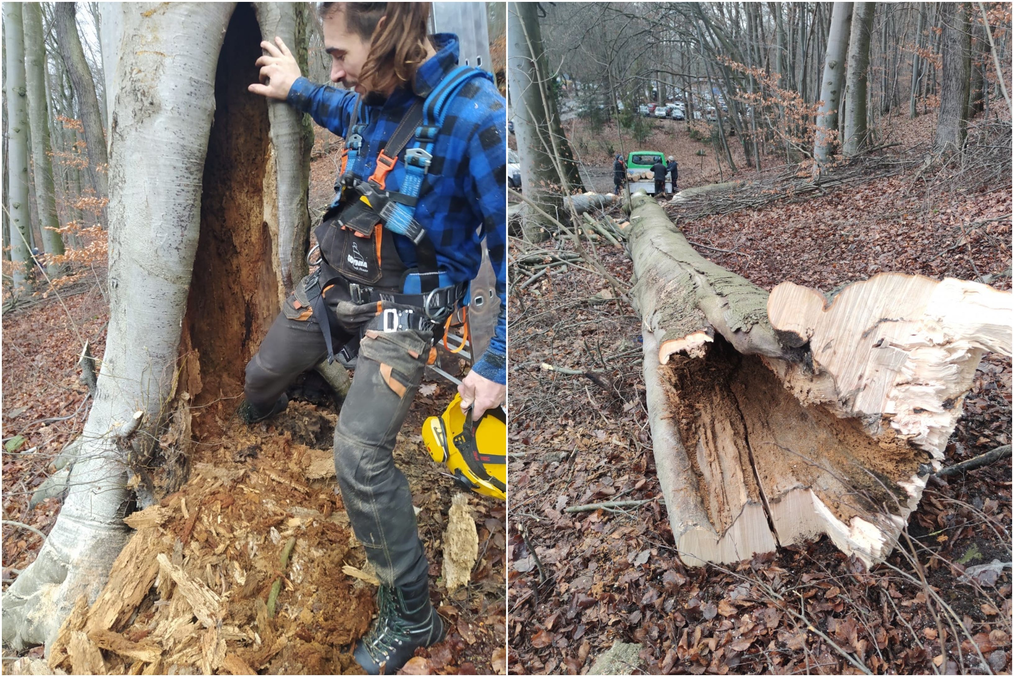 Ten widok m&oacute;wi sam za siebie - drzewa, choć okazałe, od wewnątrz zjadła pr&oacute;chnica. W styczniu miejscy ogrodnicy musieli pilnie zainterweniować tuż obok witomińskiego cmentarza, fot. Wydział Ogrodnika Miasta 