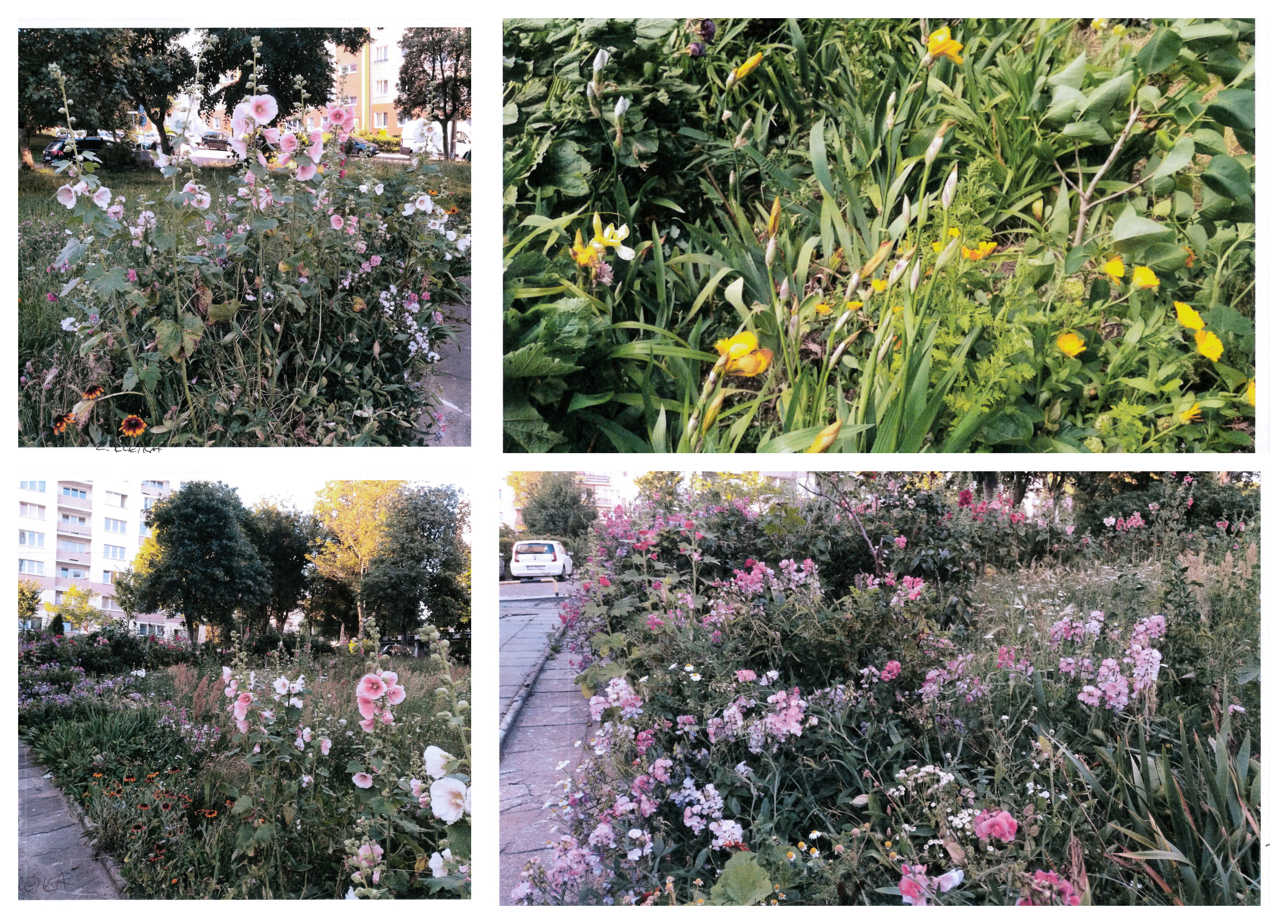 Aranżacja autorstwa Zofii Klęki w sielskim klimacie, w kt&oacute;rej przeważają malwy, groszek pachnący, r&oacute;że i nagietki