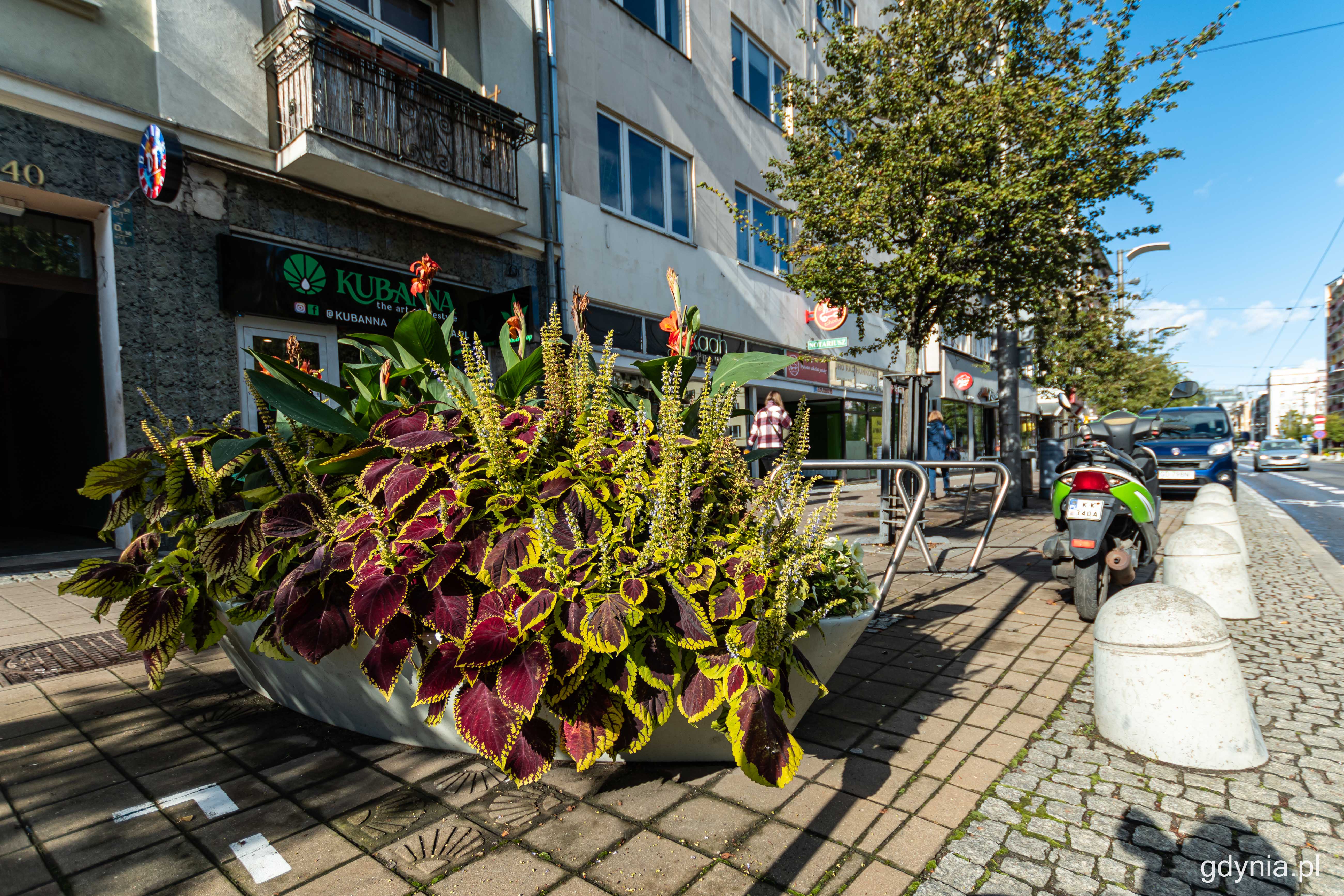 Na zdj. gdyńskie donice-ł&oacute;deczki, fot. Kamil Złoch