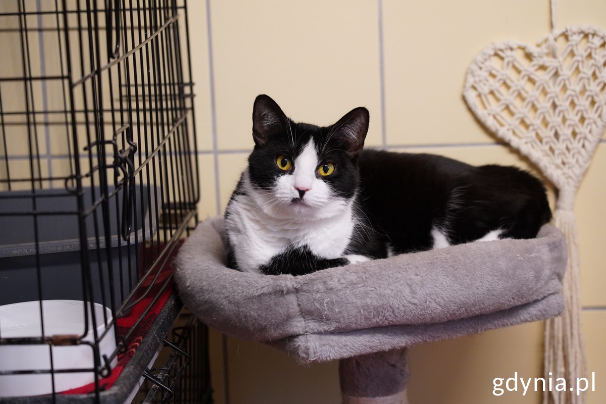 Leżący kot, jeden z podopiecznych schroniska