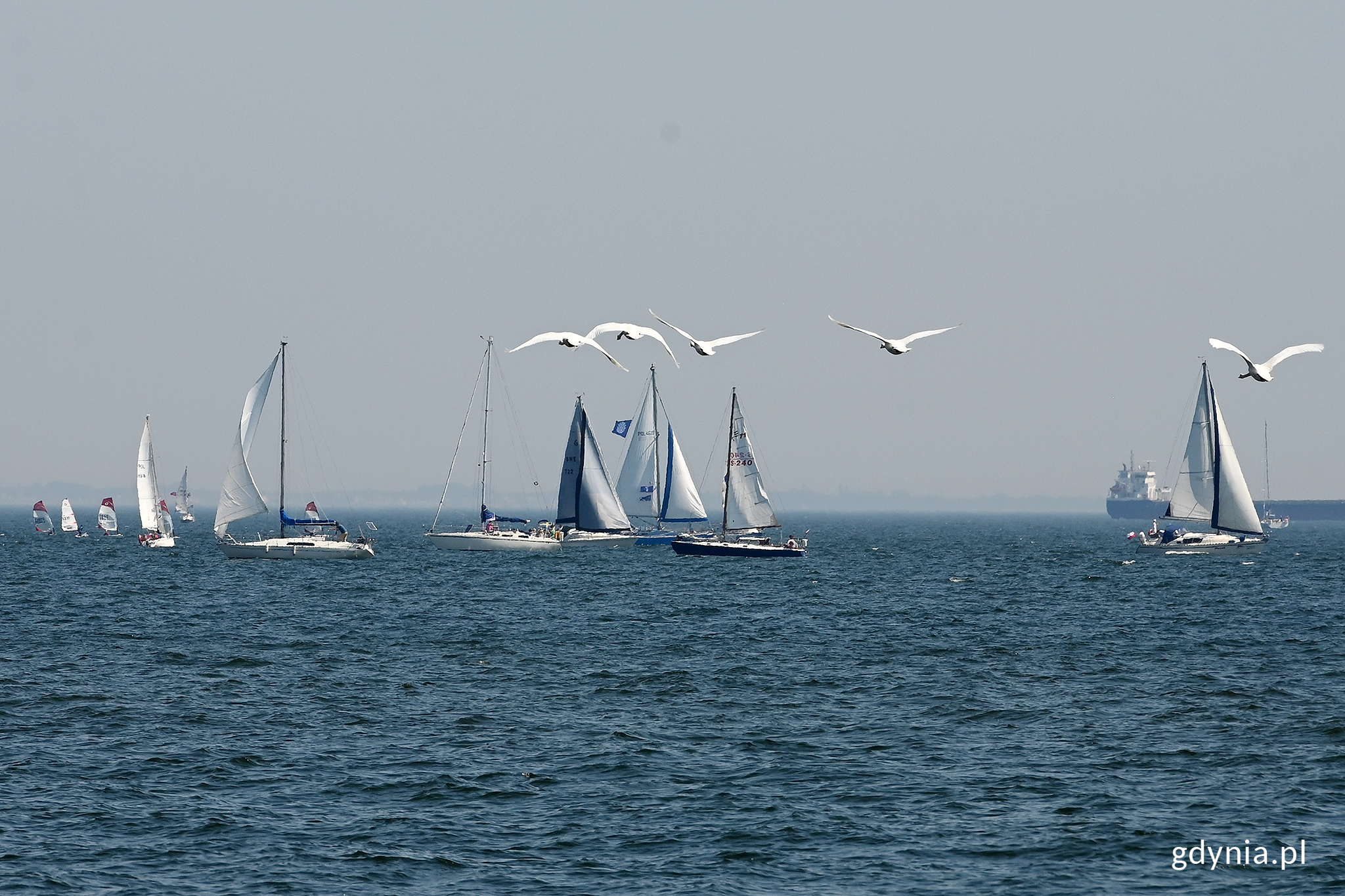 Jachty uczestniczące z Żeglarskiej Paradzie Świętojańskiej na wodzie. Na pierwszym planie przelatują mewy // fot. Michał Puszczewicz