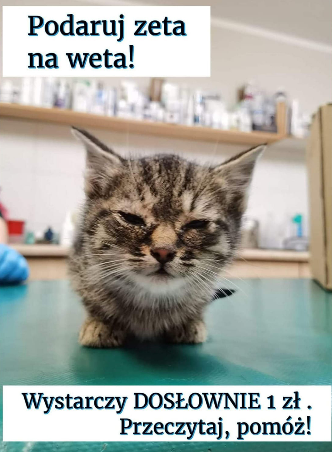 Akcja Podaruj zeta na weta. Źr&oacute;dło: PKDT