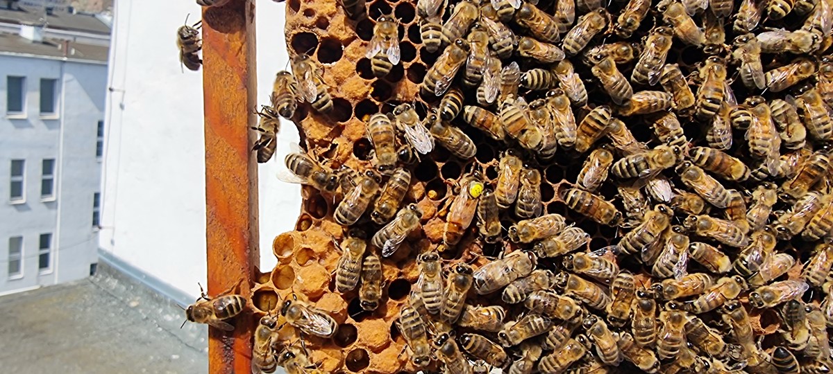 pszczołu um gdynia. fot. Wojciech Albecki
