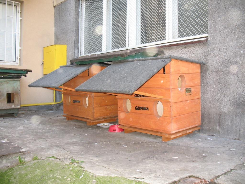 Elewacja budynku, pod ścianą kilka drewnianych budek dla kot&oacute;w, deszcze