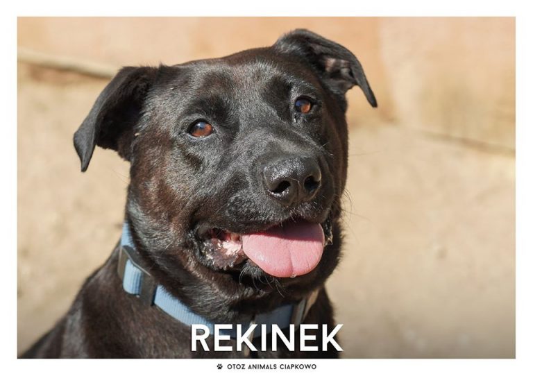 Rekinek czeka na nowy dom! Fot. OTOZ Animals Ciapkowo