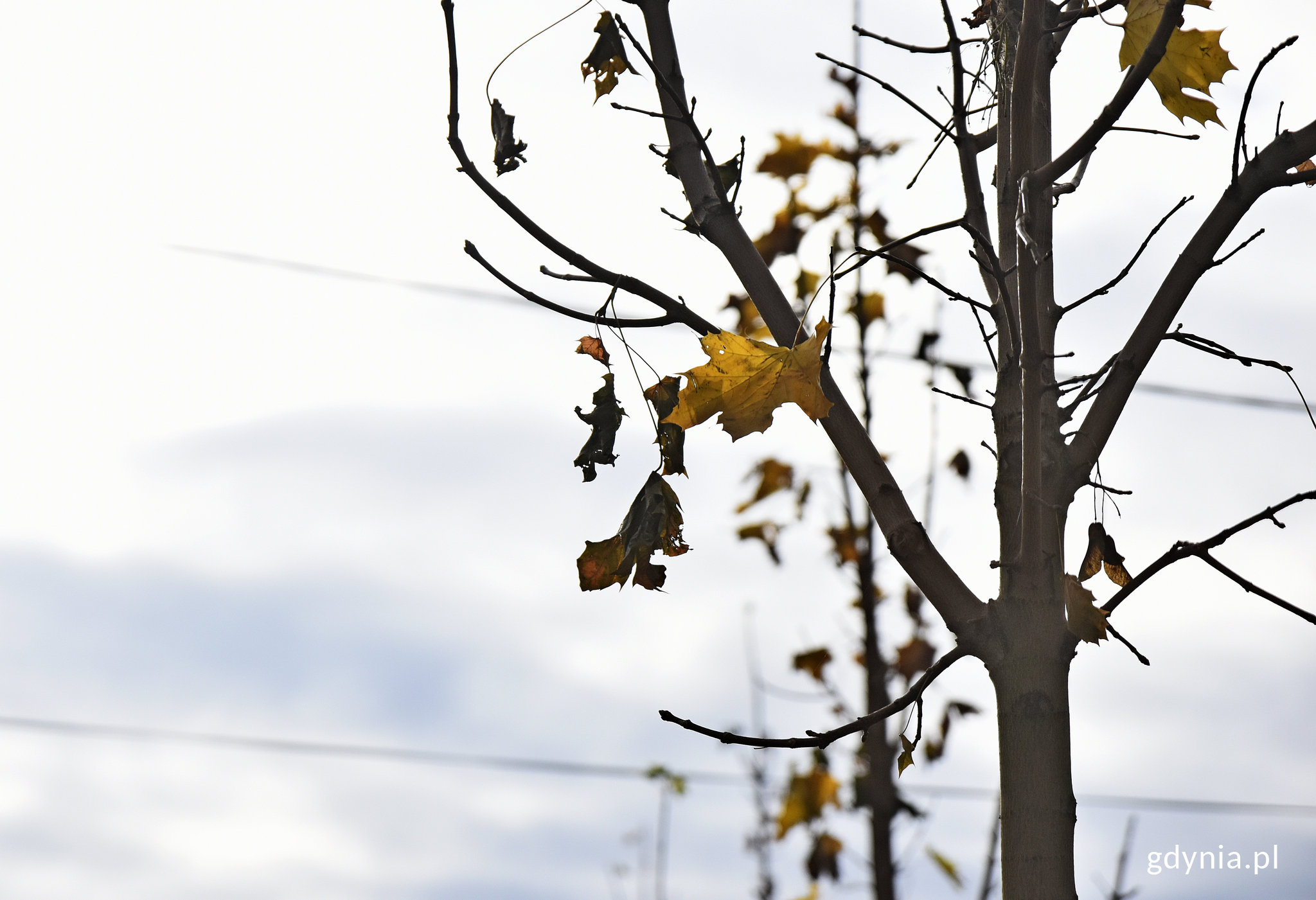 Klony przy Legion&oacute;w, fot. Kamil Złoch