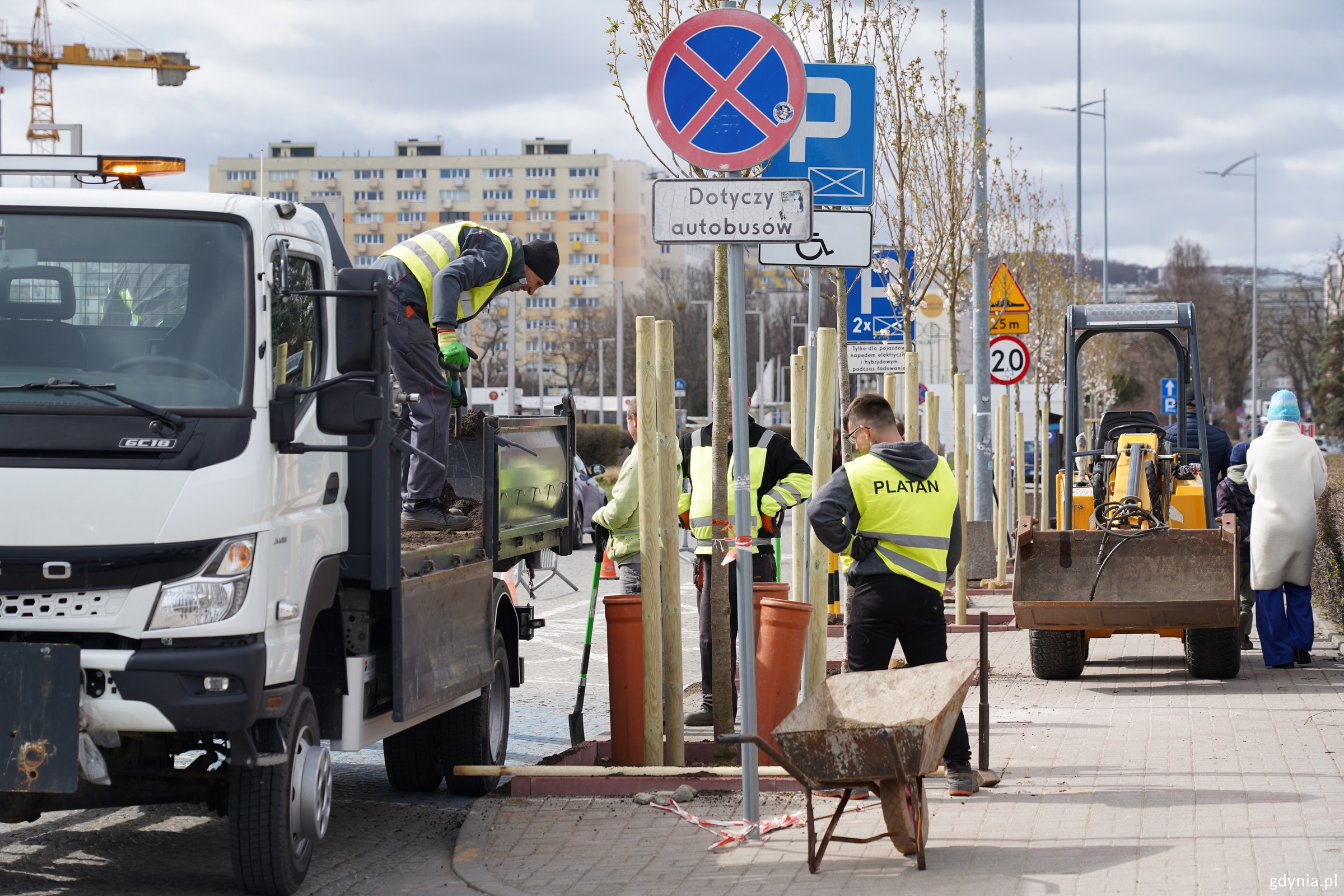 Mężczyźni sadzą drzewa przy Alei Jana Pawła II