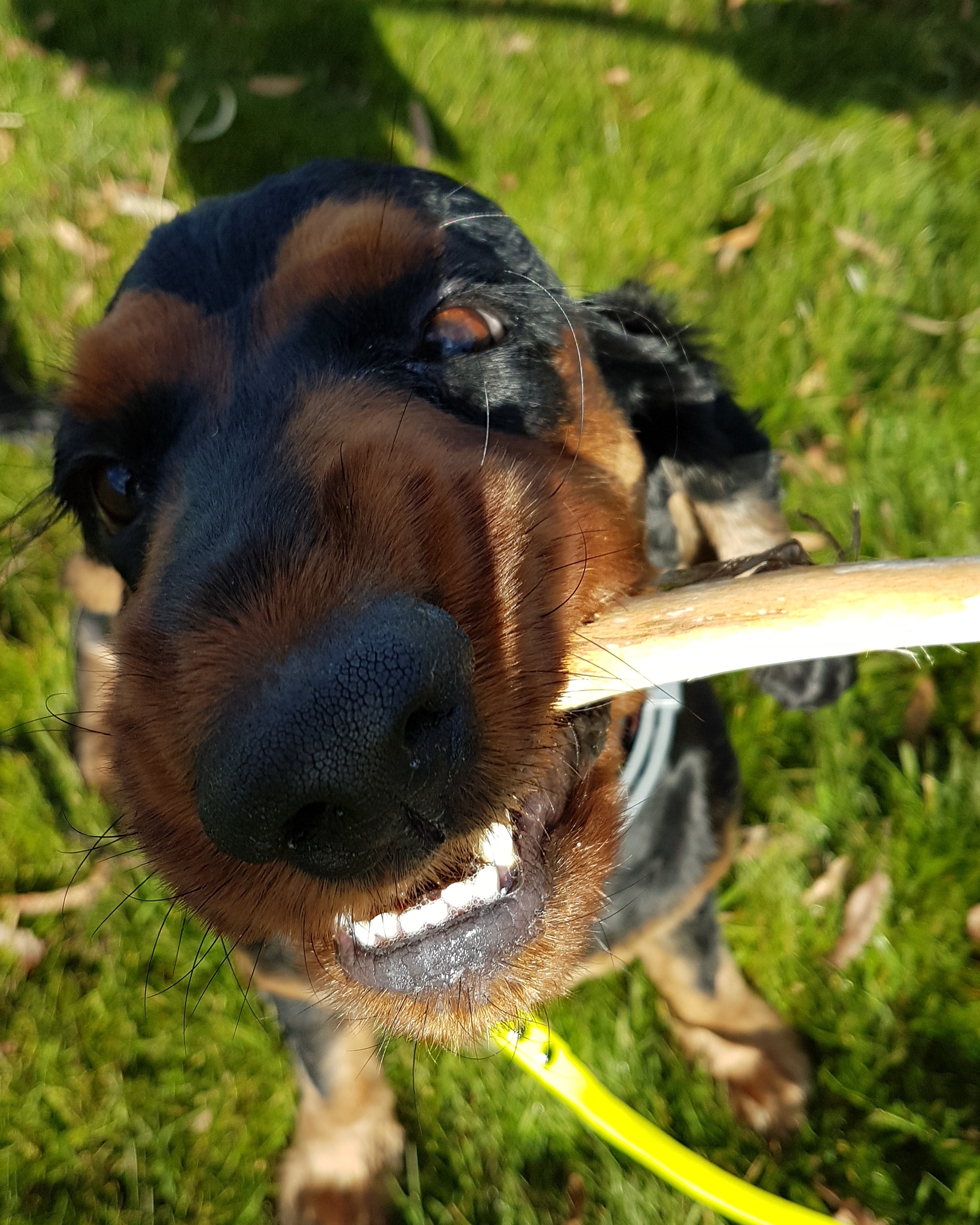 M&oacute;w mi Wafel, ale kija nie oddam! Fot. archiwum prywatne