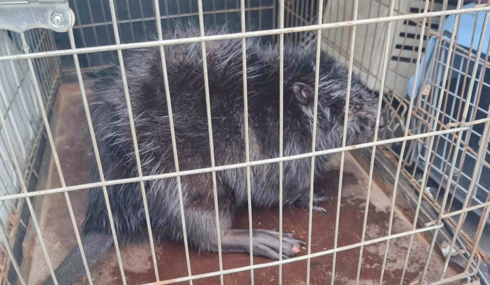 b&oacute;br Ekopatrol SM