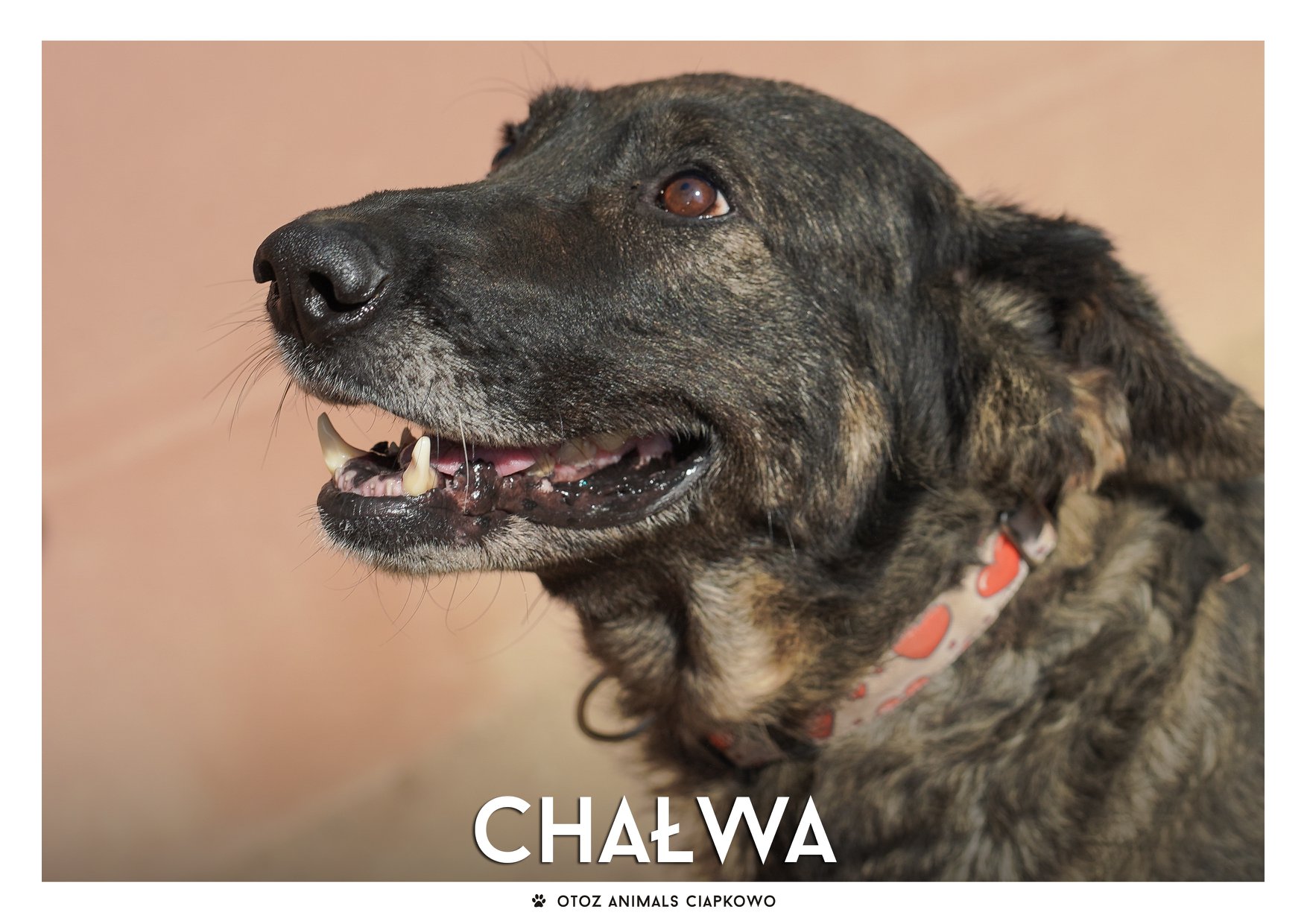 Chałwa szuka domu, fot. OTOZ Animals Ciapkowo