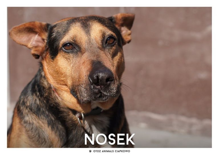 Nosek czaka na Ciebie! Fot. OTOZ Animals Ciapkowo