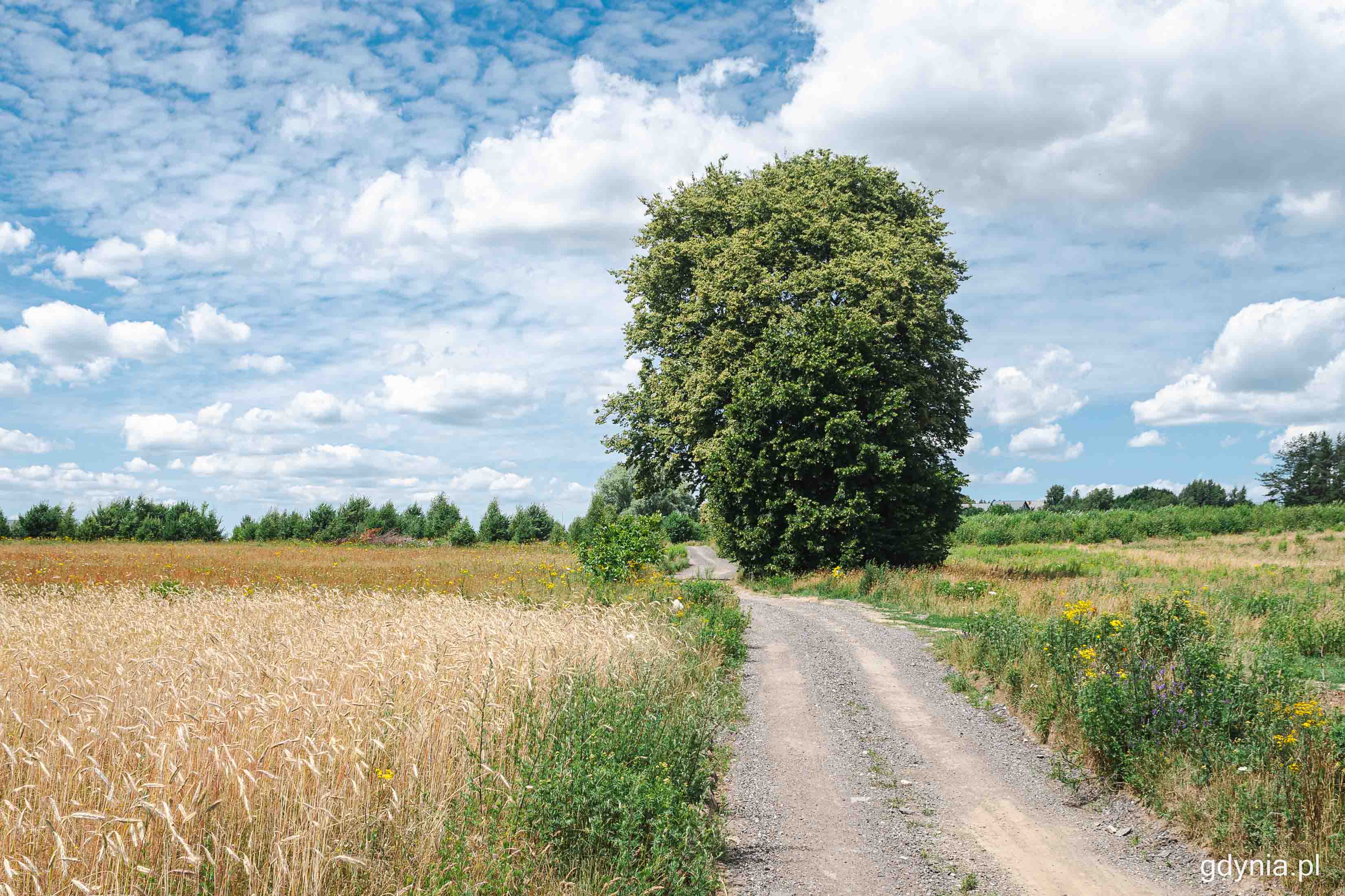 Lipa drobnolistna przy ul. Starochwaszczyńskiej, na obrzeżach miasta - jeden z nowych pomnik&oacute;w przyrody, fot. Kamil Złoch