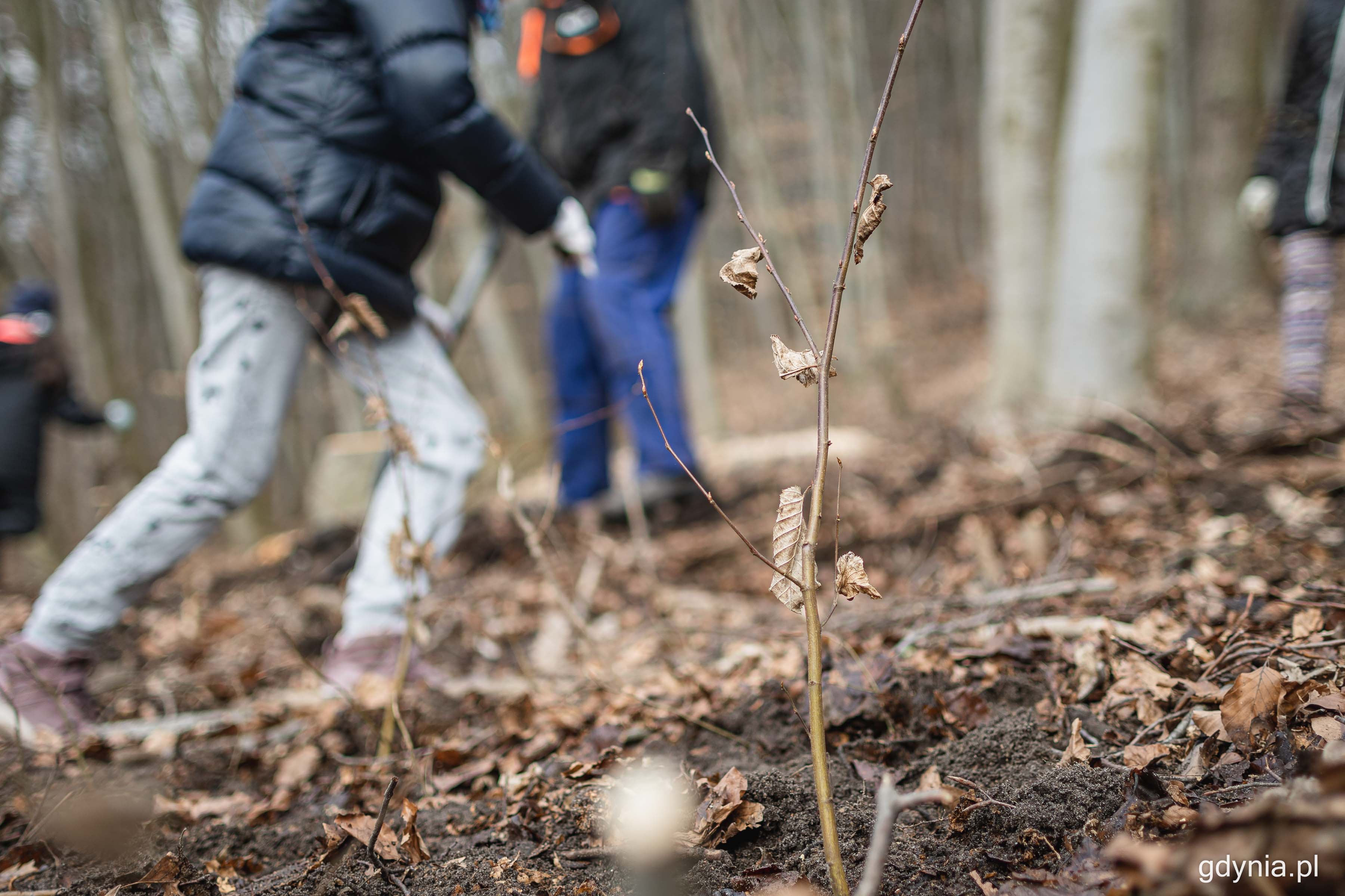 Łącznie przygotowano 800 sadzonek, kt&oacute;re zrekompensują wycięte drzewa, fot. Kamil Złoch