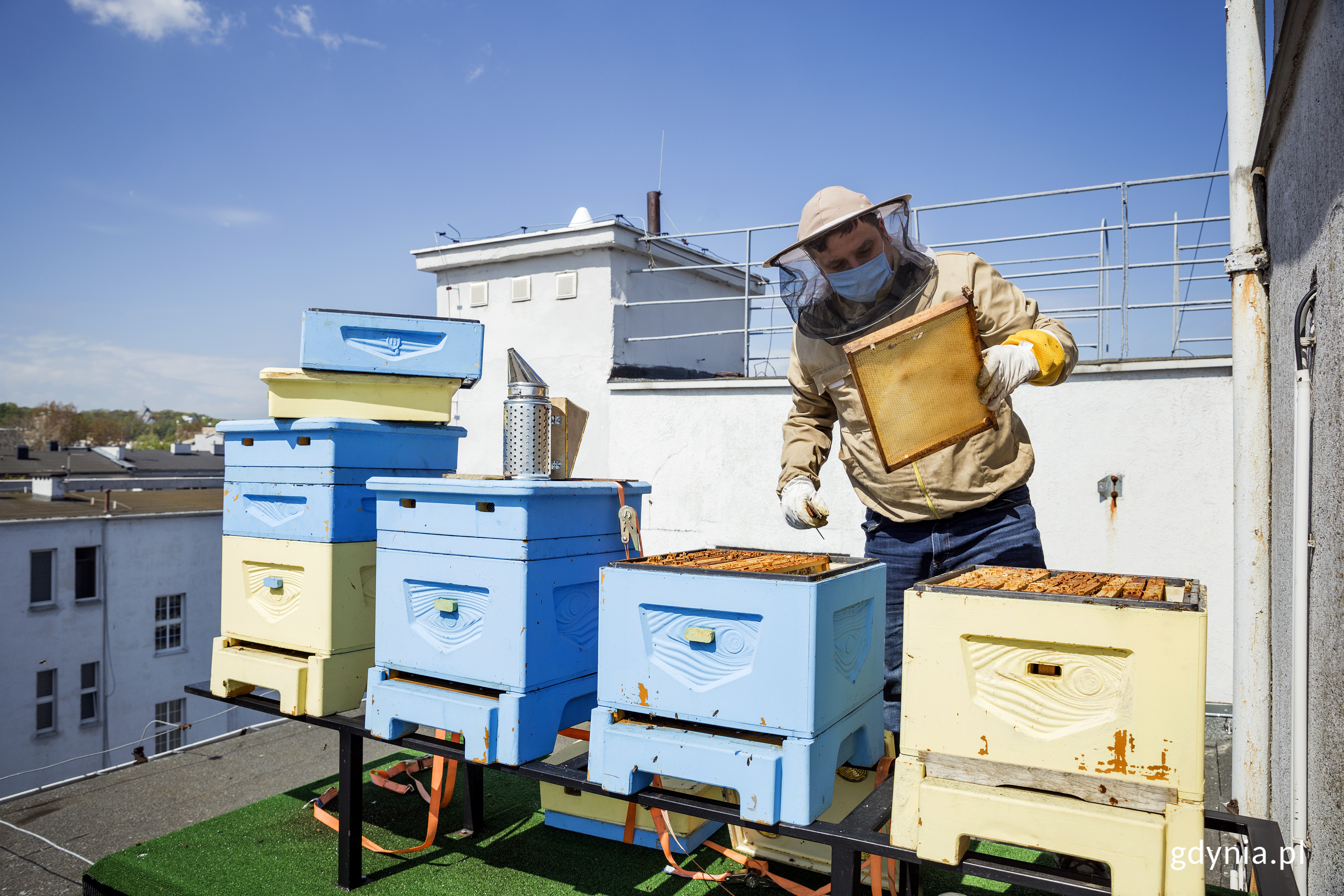 Ule na dachu gdyńskiego ratusza. Fot. Przemysław Kozłowski