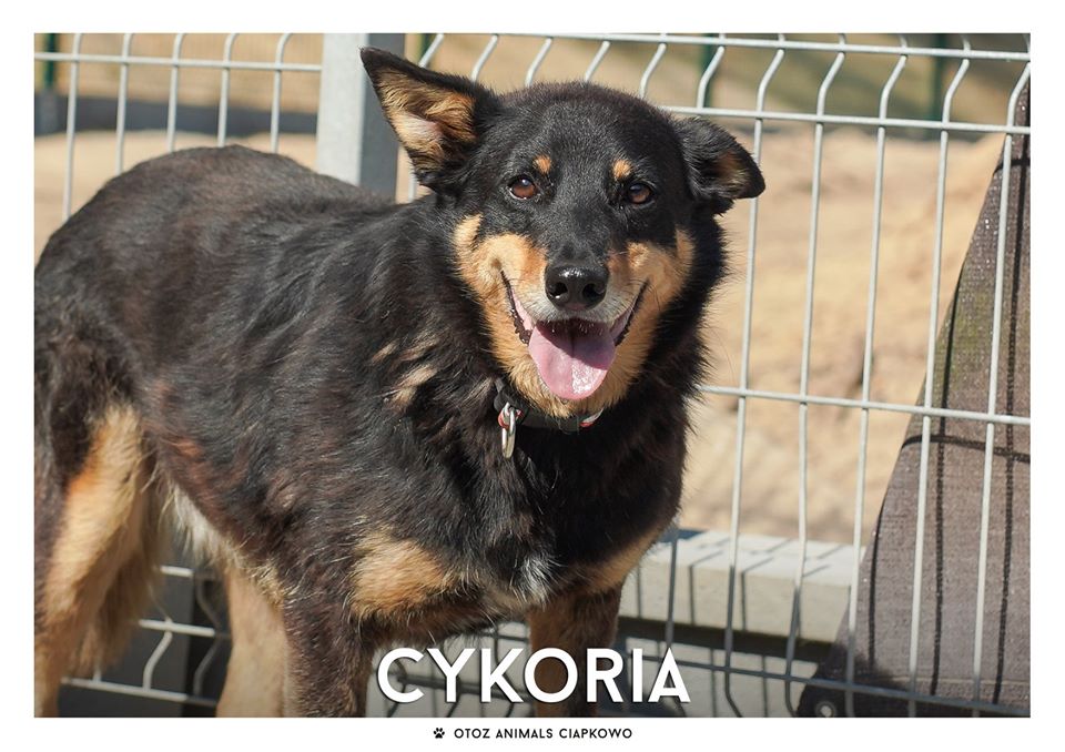 Cykoria szuka domu, fot. OTOZ Animals Ciapkowo