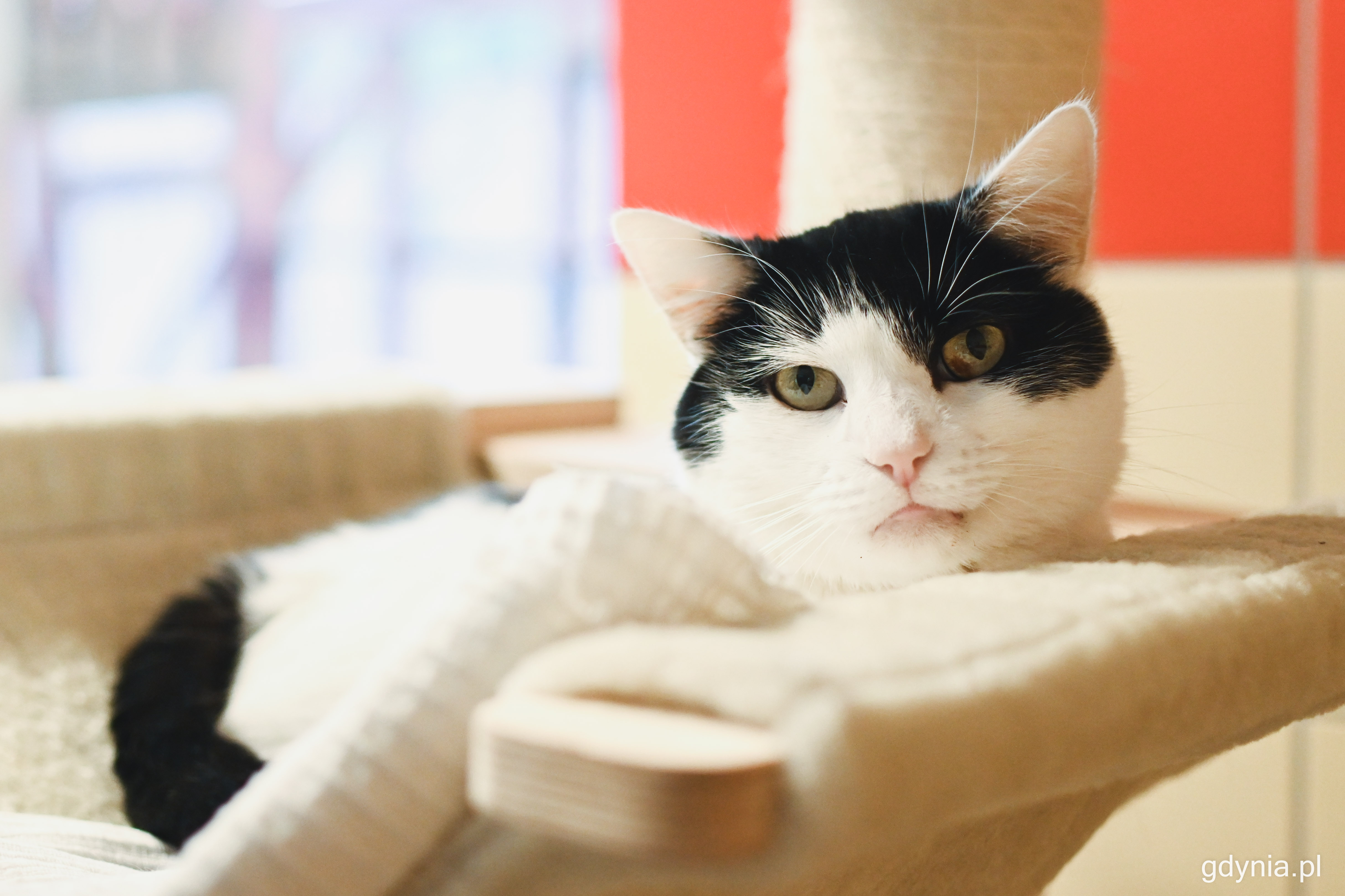 Koty w Ciapkowie przebywają w nowoczesnej, ogrzewanej kociarni, fot. Kamil Złoch