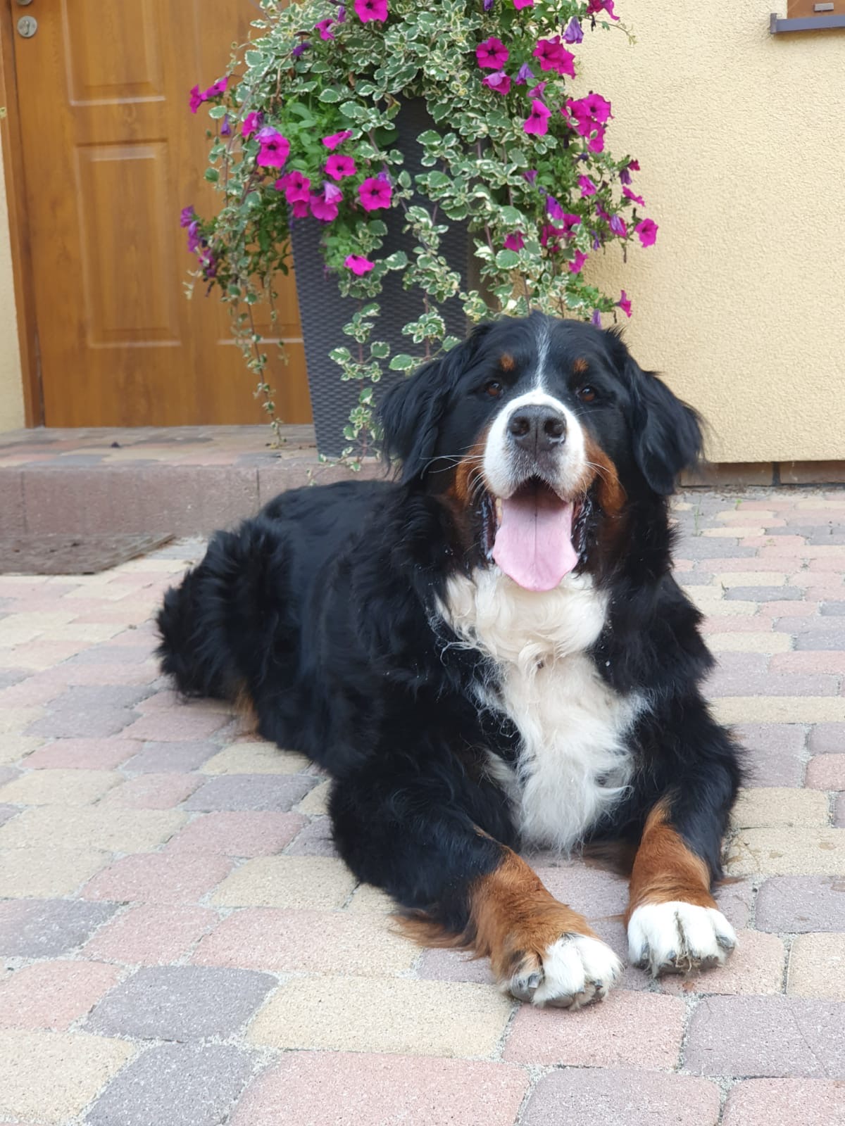 A to Abra, kt&oacute;ra dotarła nad morze prosto z G&oacute;r Stołowych, fot. archiwum prywatne