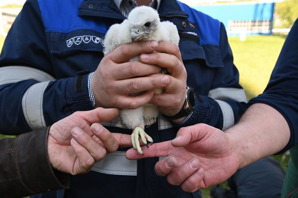 Obrączkowanie sokoł&oacute;w. Fot. Zygmunt Gołąb