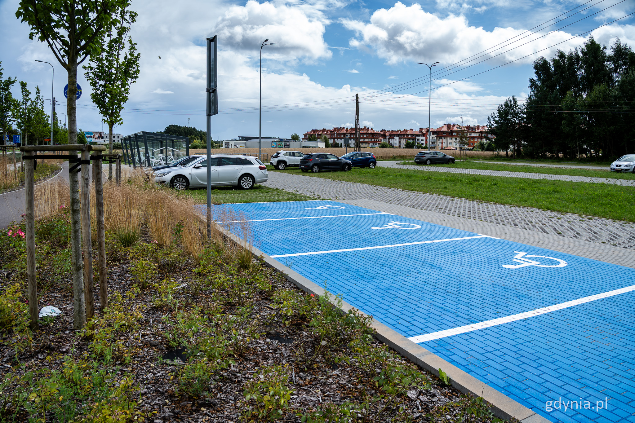 Parking, niebieskie miejsca postojowe, samochody, zieleń