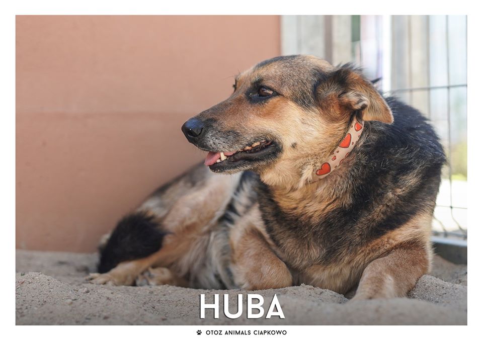 Huba szuka domu, fot. OTOZ Animals Ciapkowo