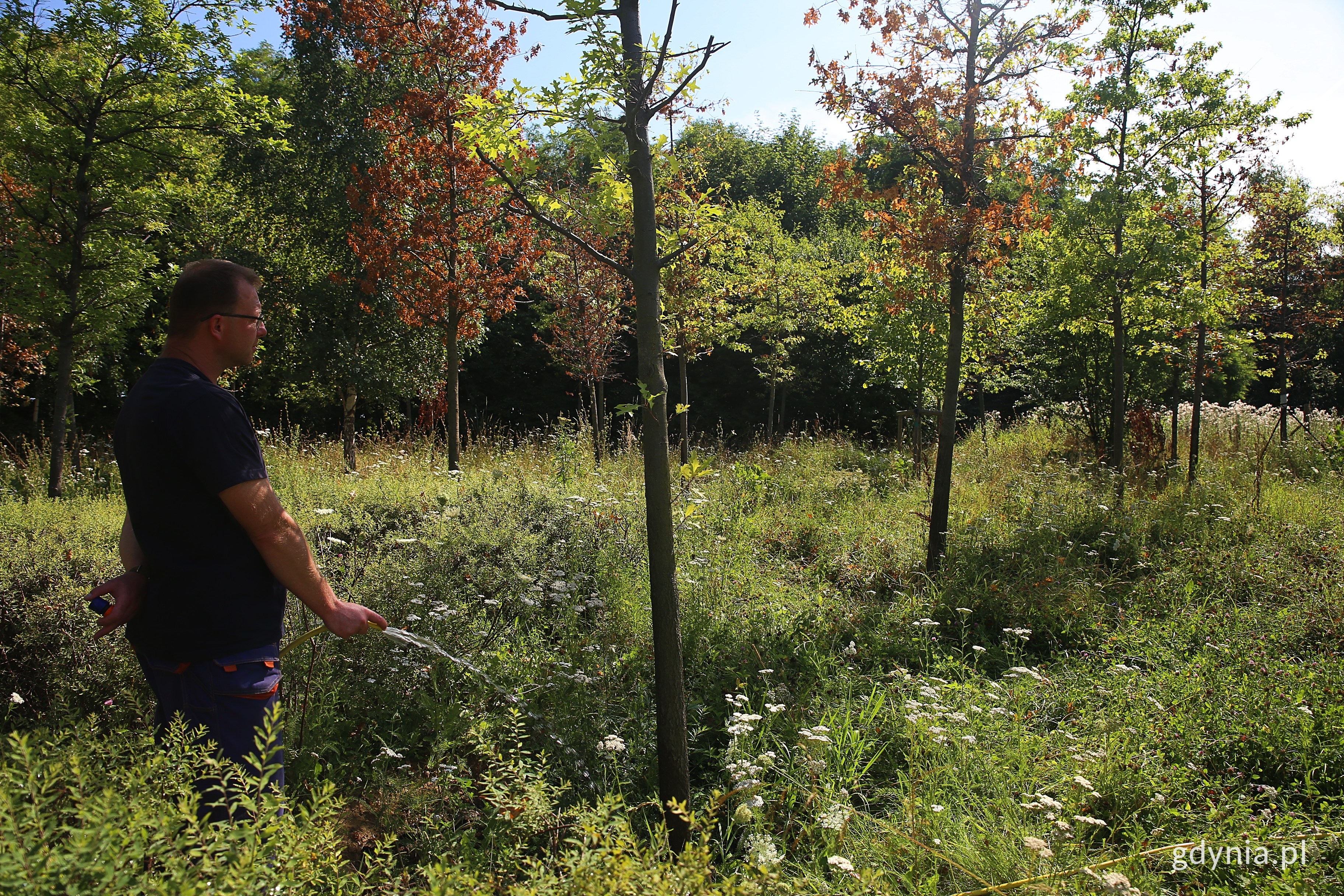 Zdjęcie przedstawia pracownika Wydziału Ogrodnika Miasta Gdyni, kt&oacute;ry podlewa przesadzone z Karwin drzewa. Mężczyzna stoi w wysokiej trawie. Fot. Przemysław Kozłowski