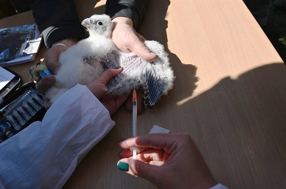 Obrączkowanie sokoł&oacute;w. Fot. Zygmunt Gołąb