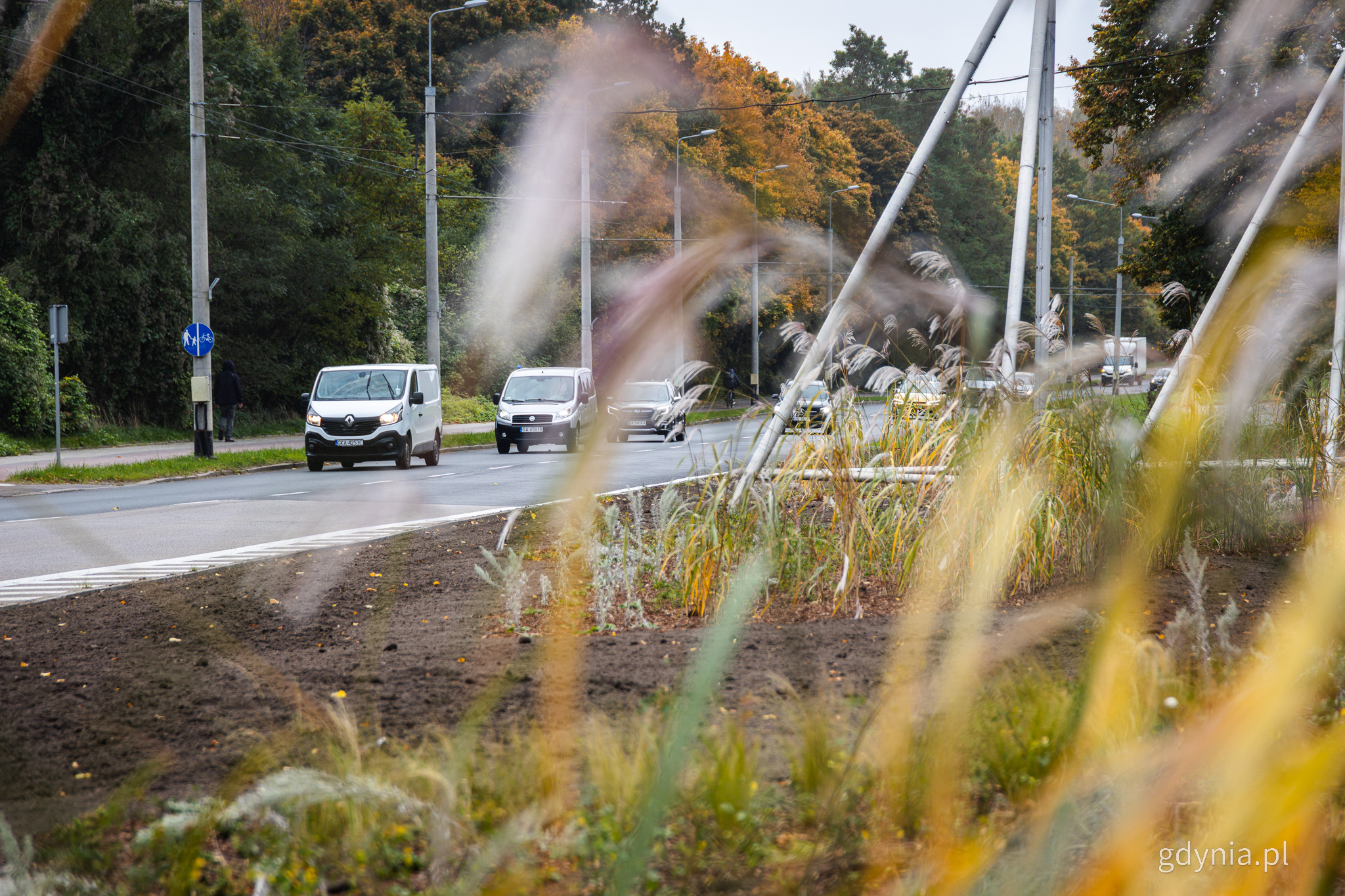 Jezdnia, aleja Zwycięstwa, samochody, widoczne nasadzenia traw ozdobnych, las, jesień