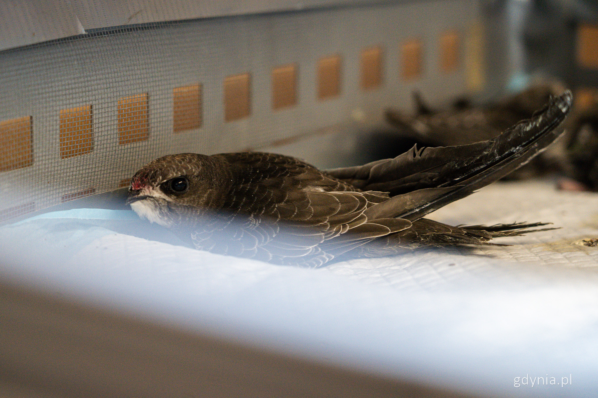 Pojemnik dla zwierząt, ptak jerzyk