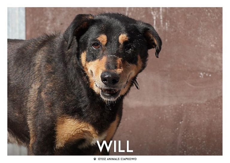 Will czeka na nowy dom, fot. OTOZ Animals Ciapkowo