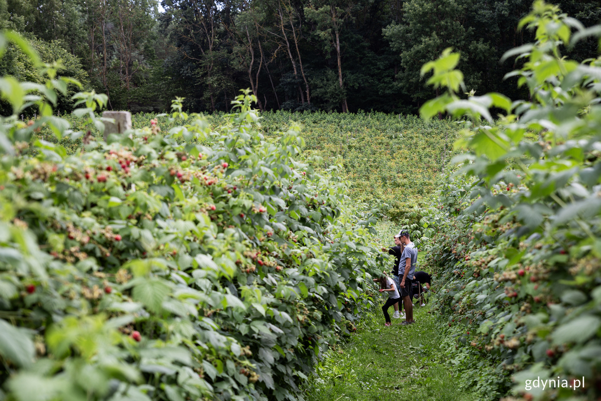 Rzędy krzak&oacute;w malin, pośr&oacute;d nich kilka os&oacute;b zbiera owoce.