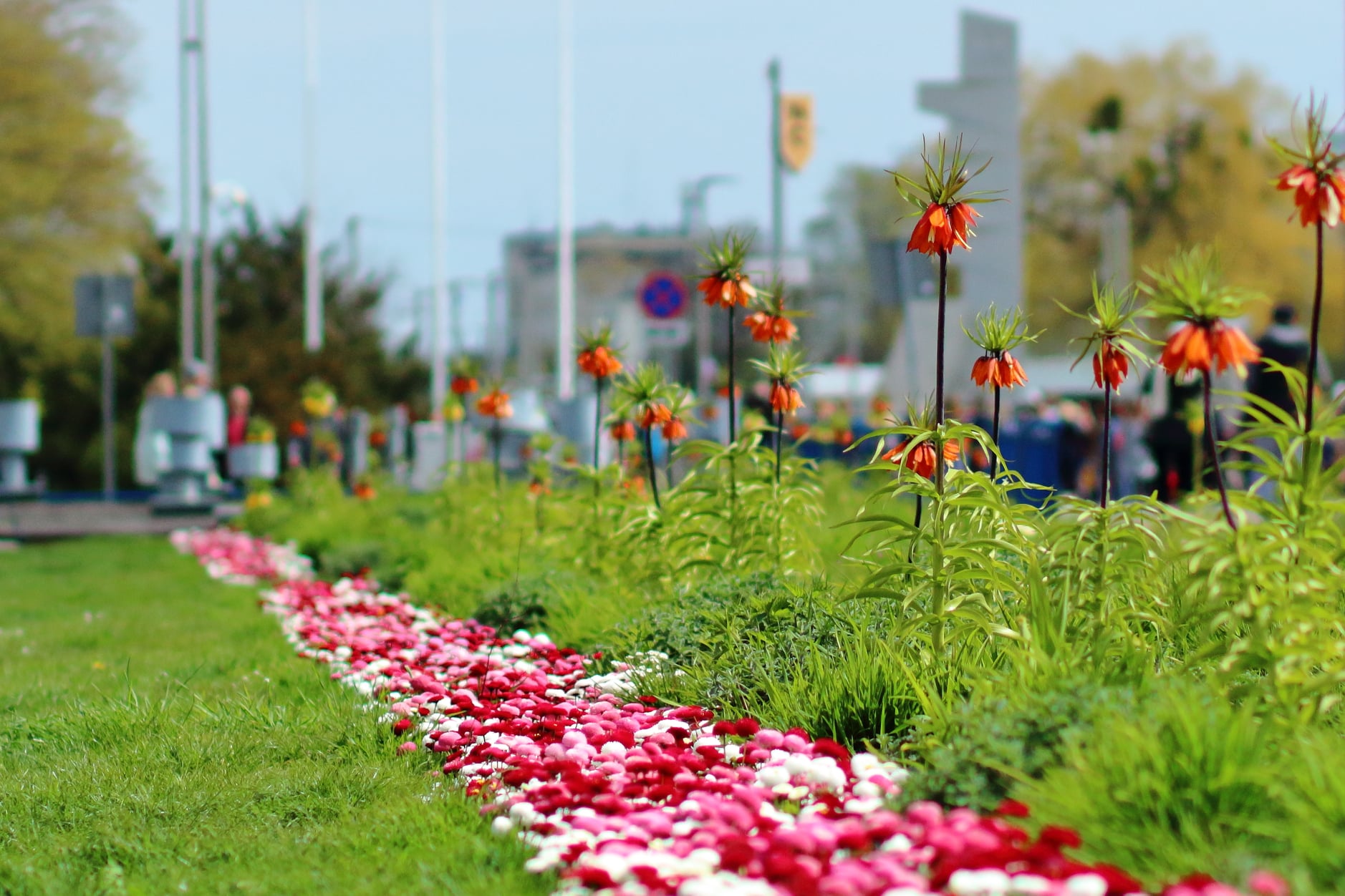 Ile rabat i kwietnik&oacute;w, tyle kolor&oacute;w - miejski ogrodnik zaplanował nasadzenia tak, by cieszyły oko o każdej porze roku. Na zdjęciu fragment rabaty przy skwerze Kościuszki, fot. Marcin Jeleń / z naszej facebookowej grupy Gdynia w obiektywie (archiwalne)