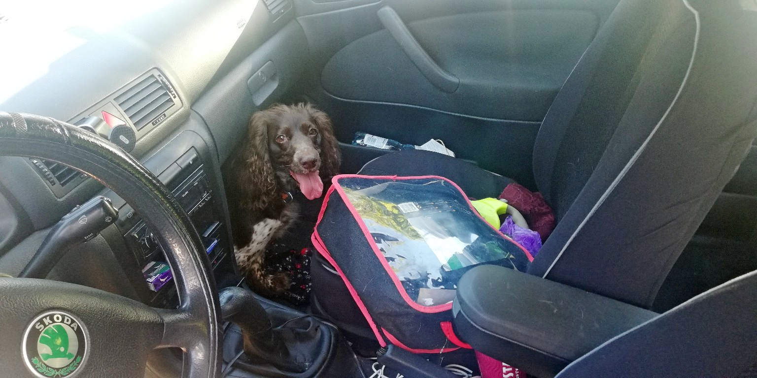 Dzięki interwencji Straży Miejskiej udało się wydostać i uratować psa, kt&oacute;ry ponad p&oacute;łtorej godziny spędził w zamkniętym, nagrzanym samochodzie // fot. materiały Straży Miejskiej w Gdyni