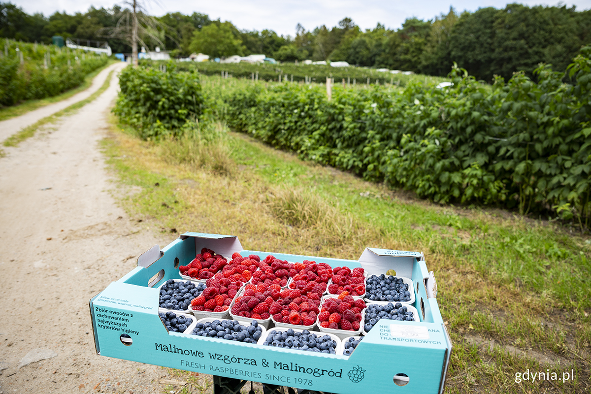 Maliny i jagody z gospodarstwa "Malinogr&oacute;d". Fot. Przemysław Kozłowski